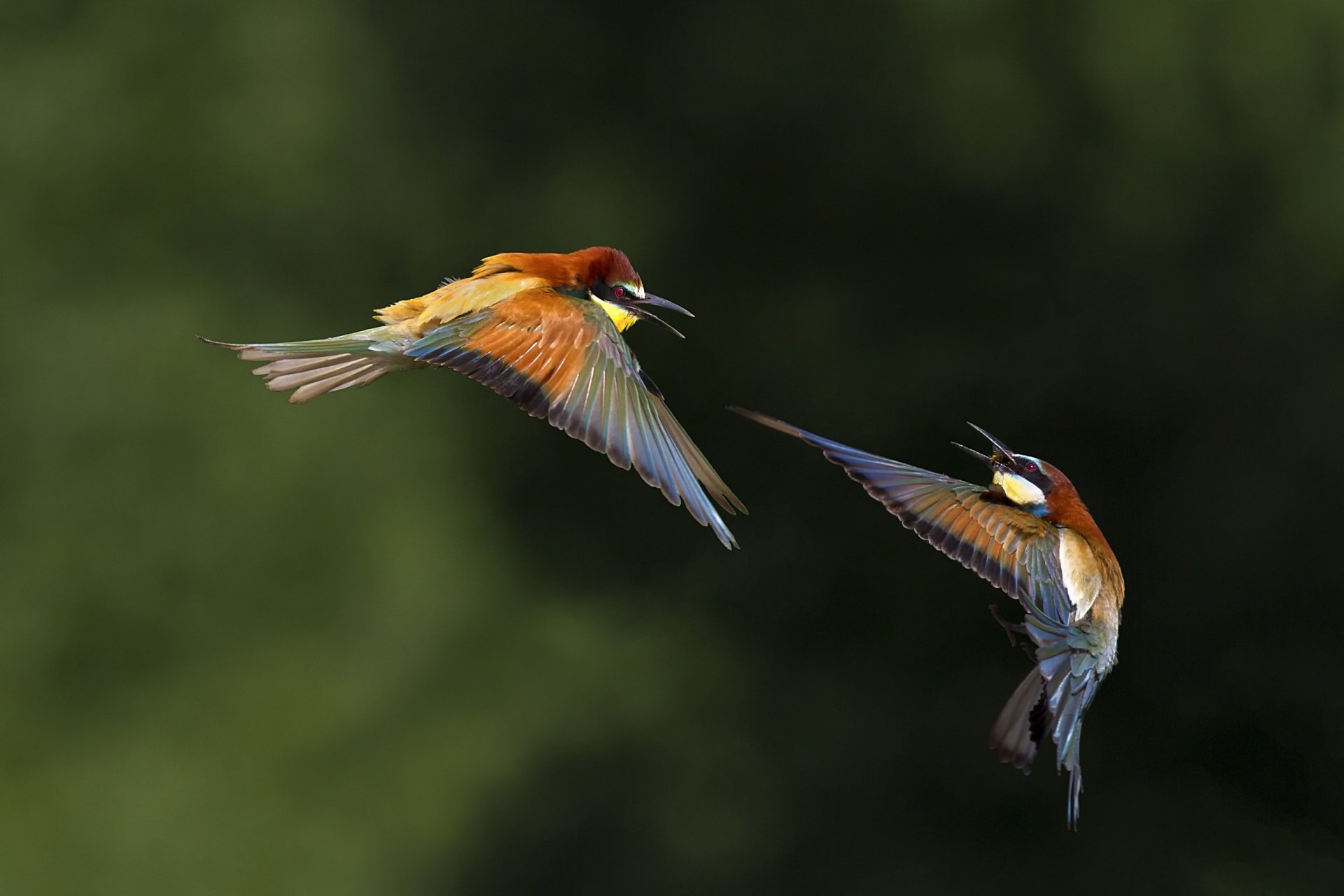 oiseaux bokeh