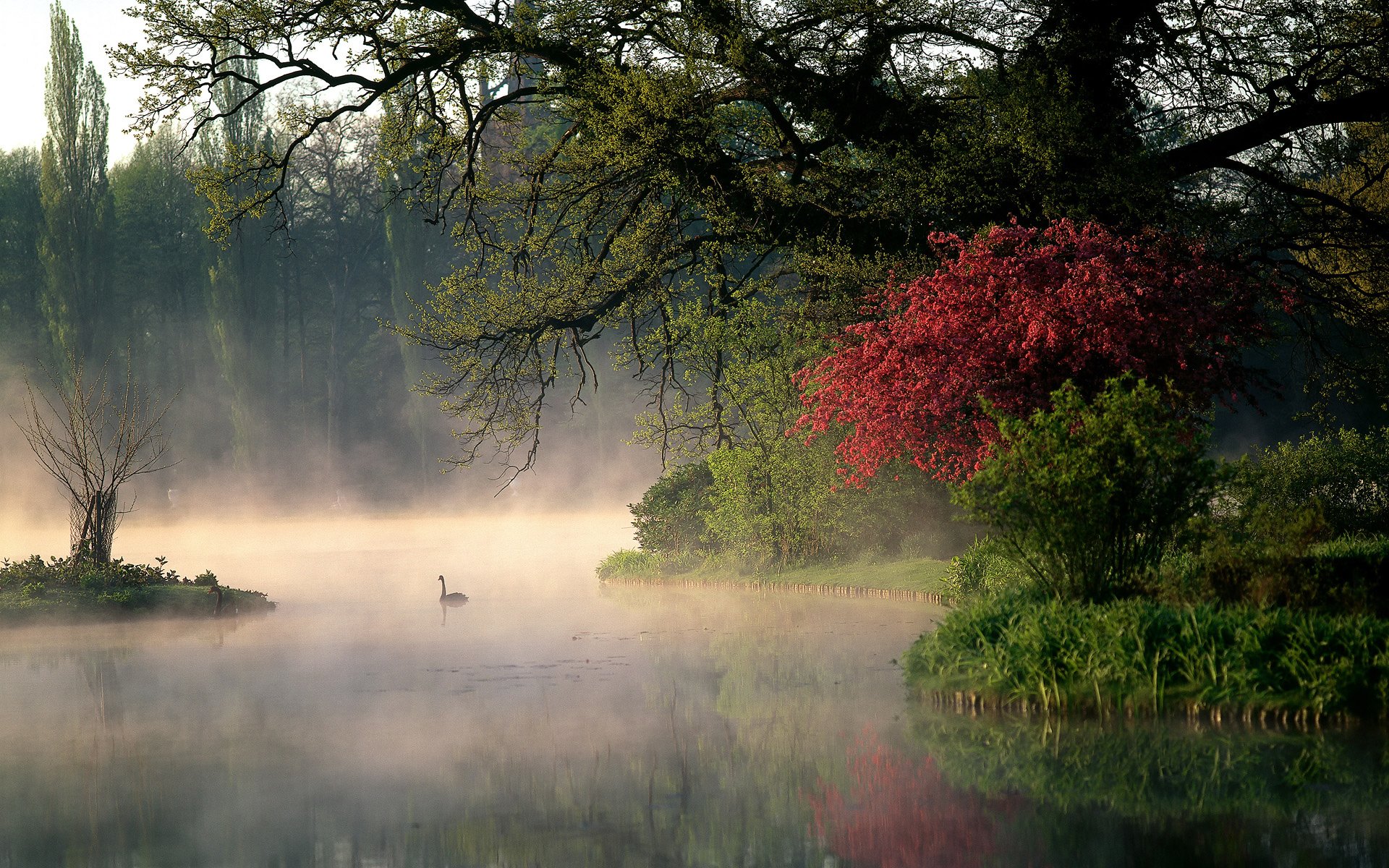 naturaleza alemania parque árboles arbustos mañana río vapor cisnes