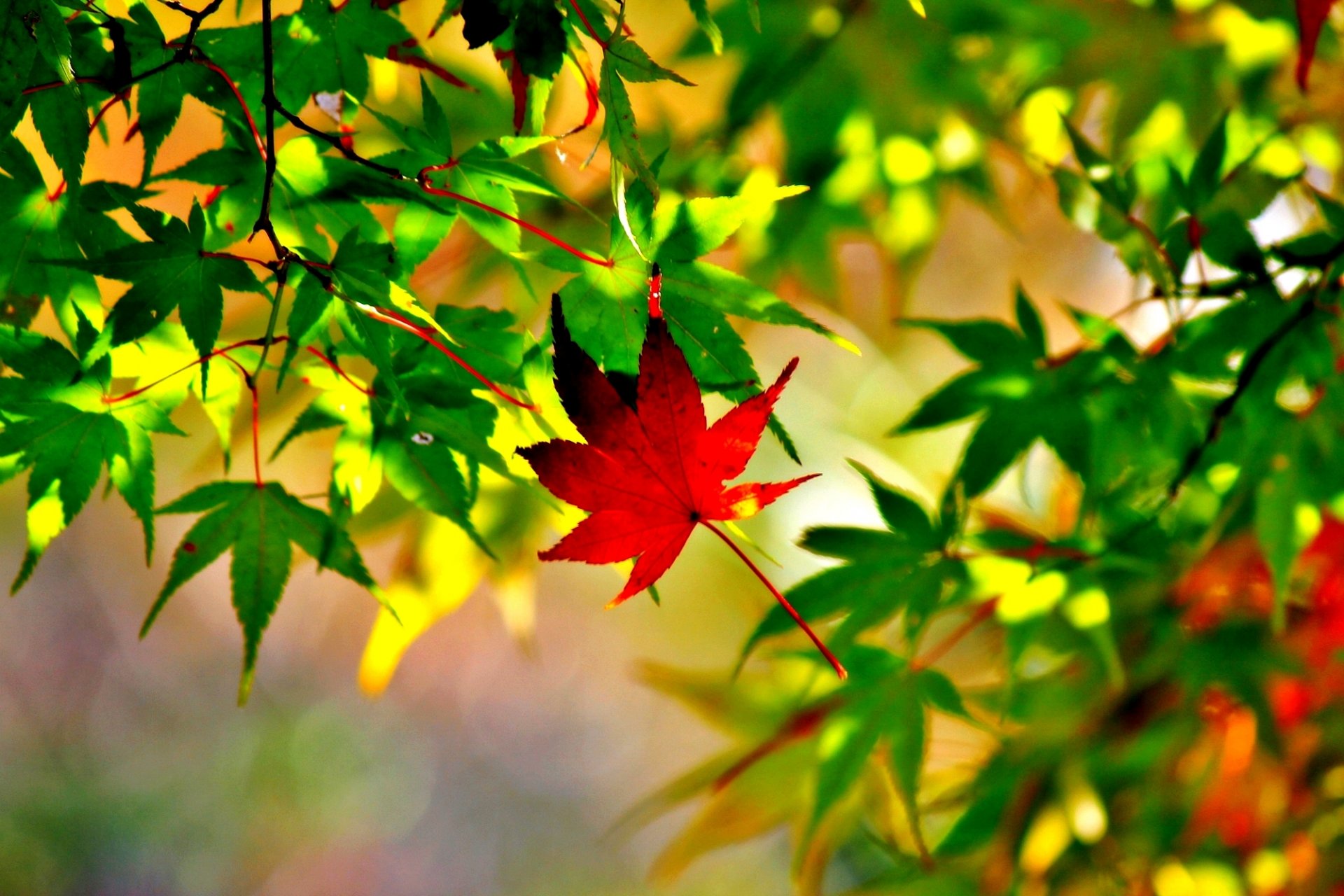 feuilles érable gros plan automne