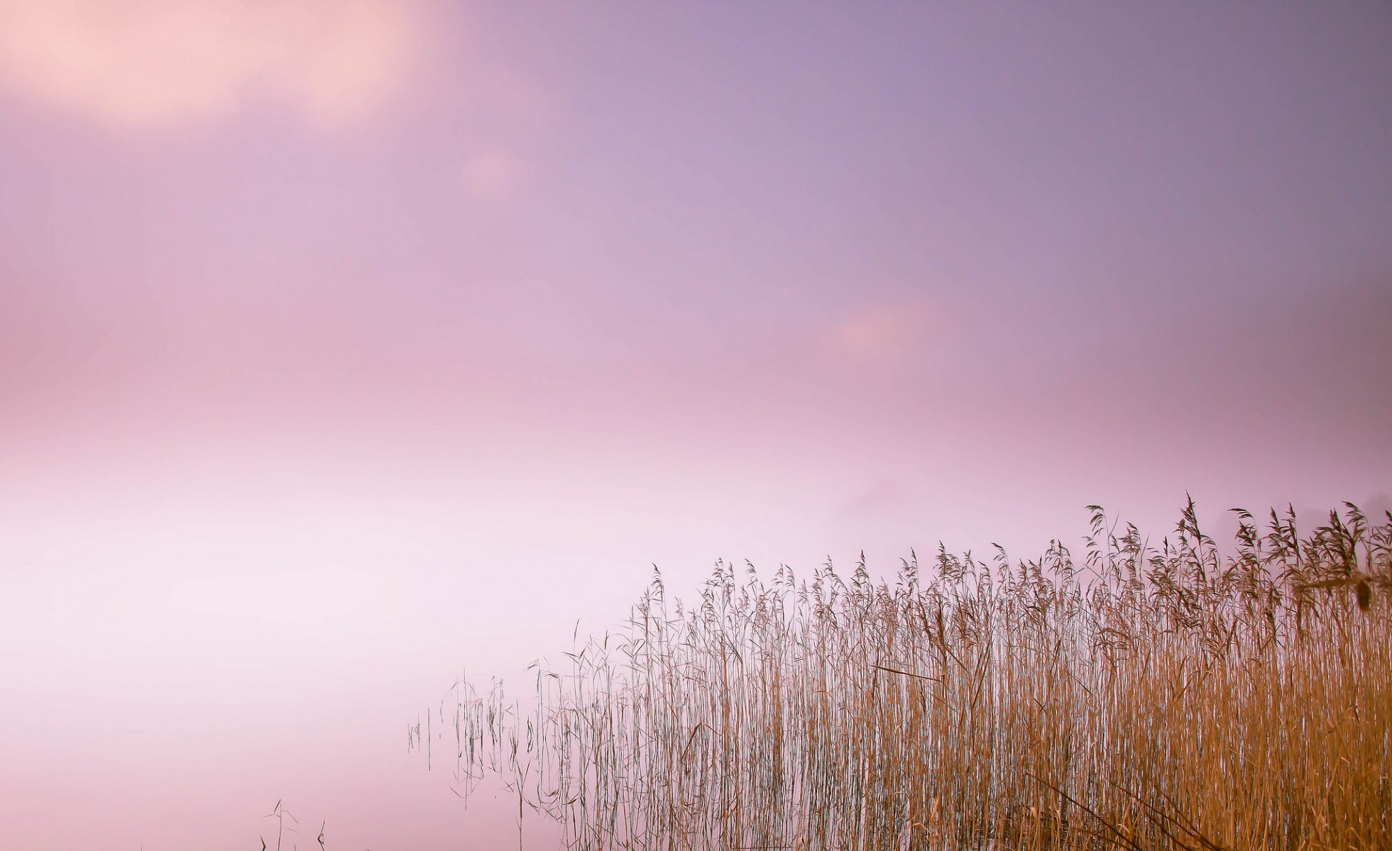 lago canne nebbia mattina