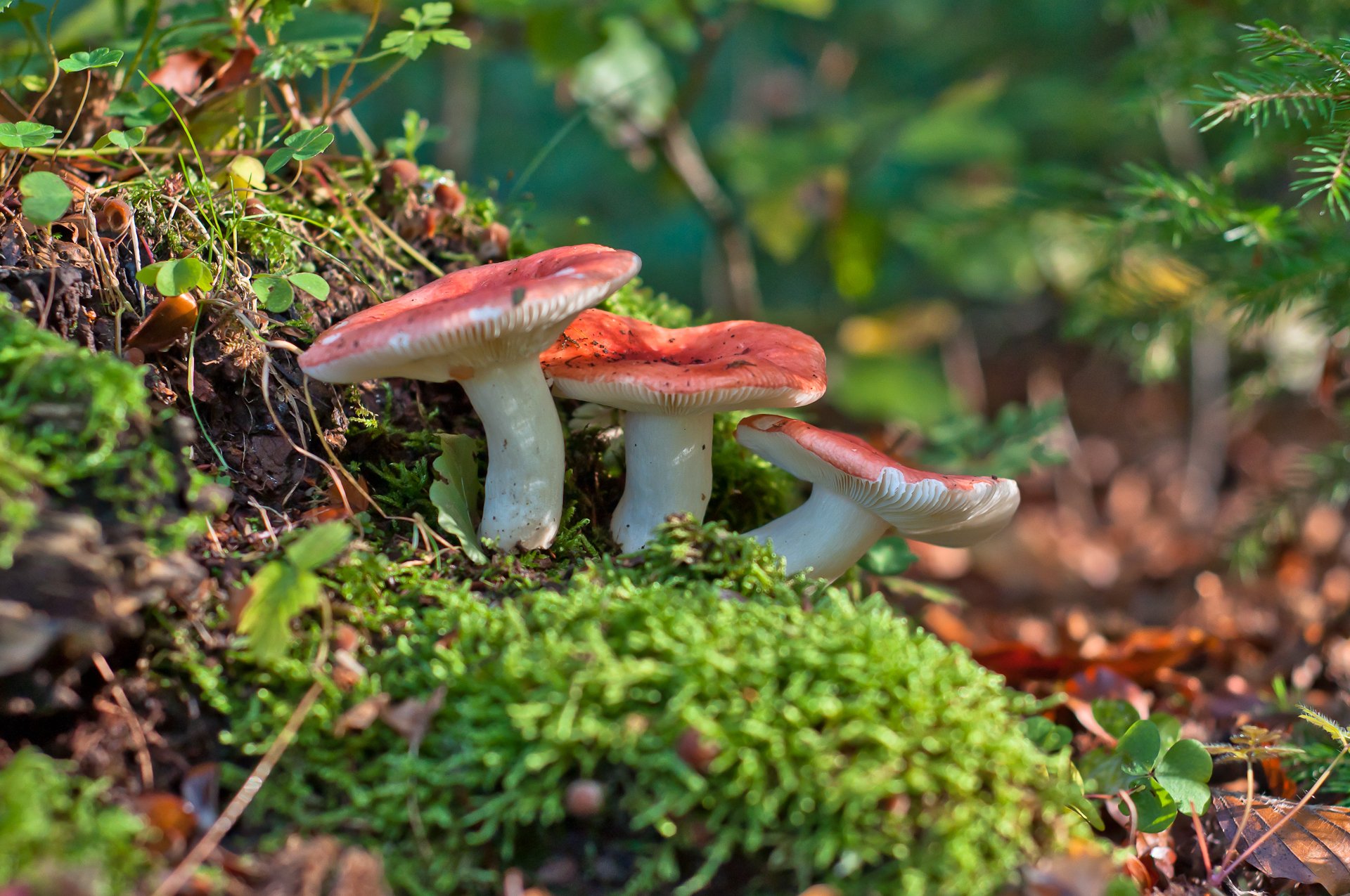 russules mushrooms close up