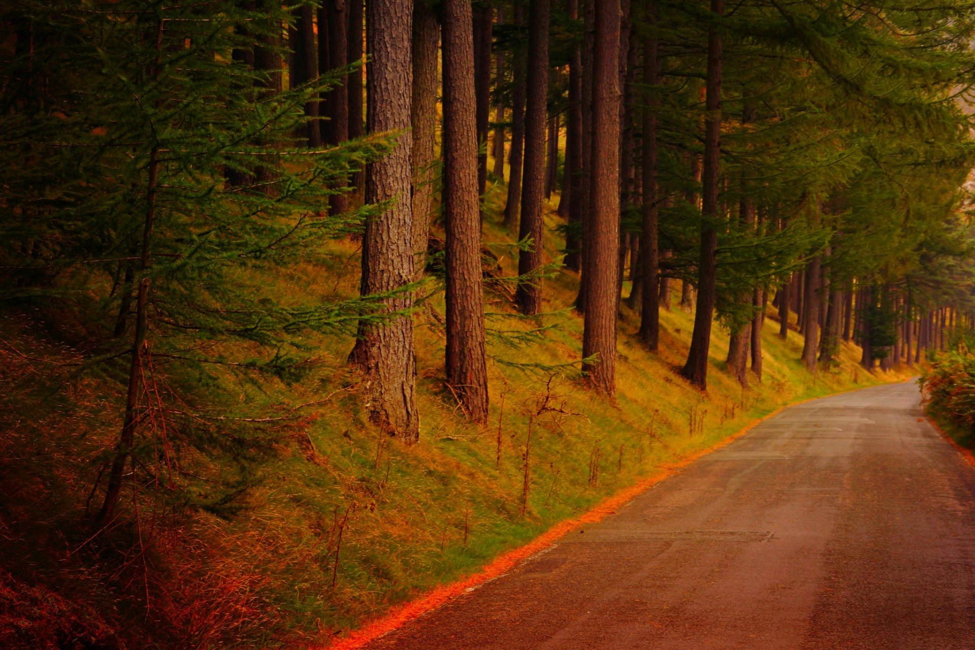 nature forest park trees leaves colorful road autumn fall colors walk