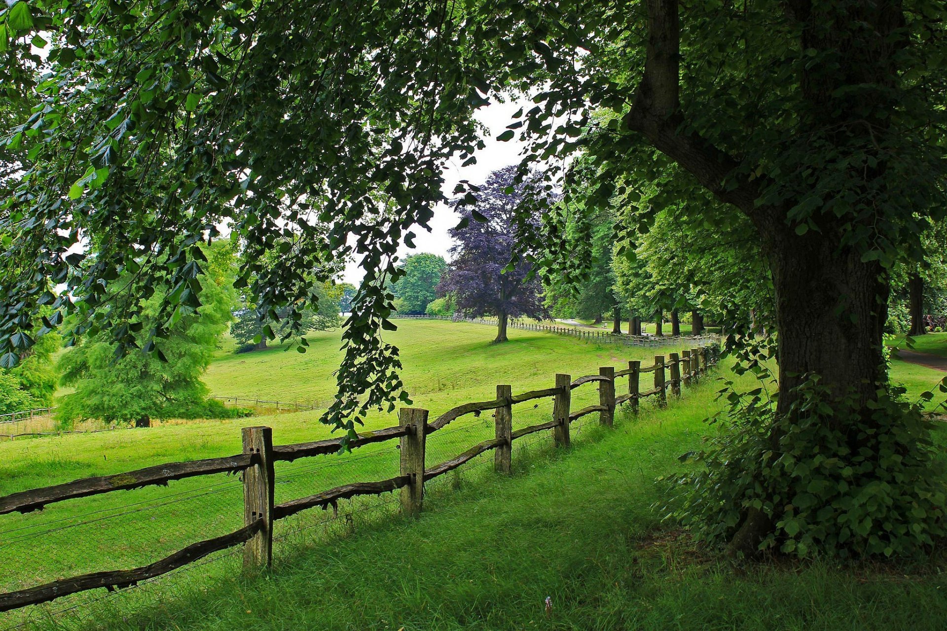 nature arbre arbres route promenade vue paysage herbe chemin montagnes