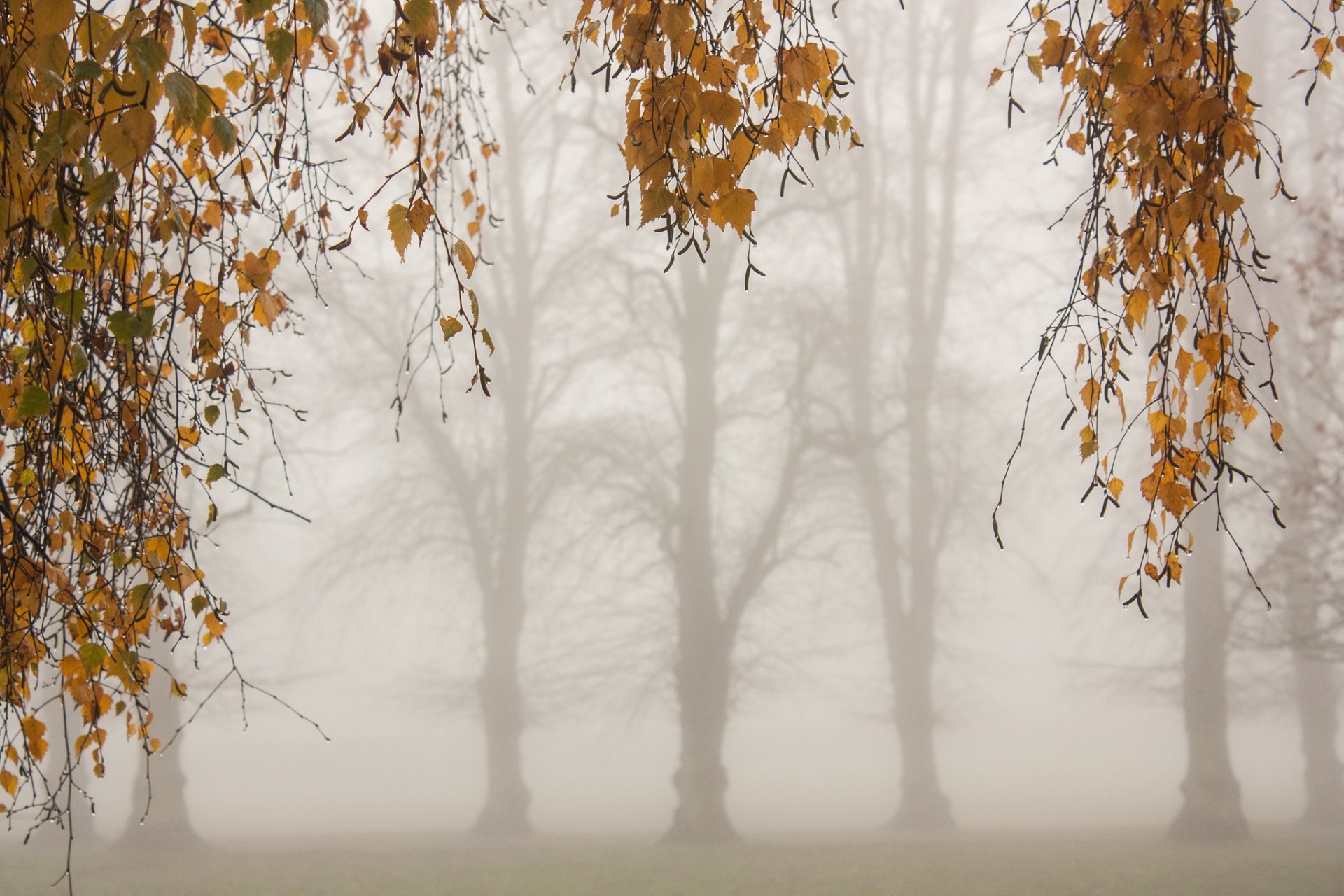 autunno mattina alberi rami gialli foglie nebbia