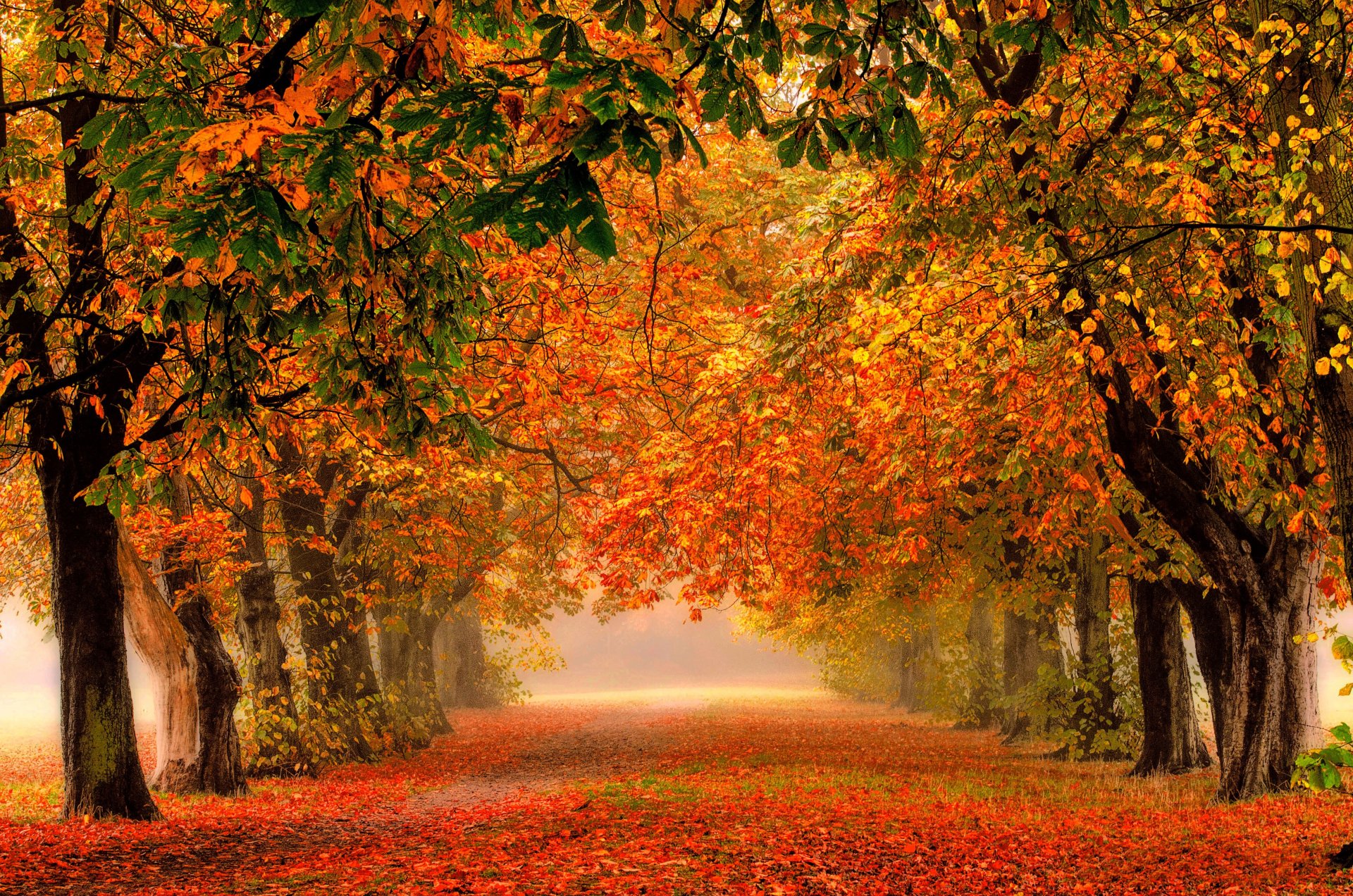 natur wald park bäume blätter bunt straße herbst herbst farben zu fuß