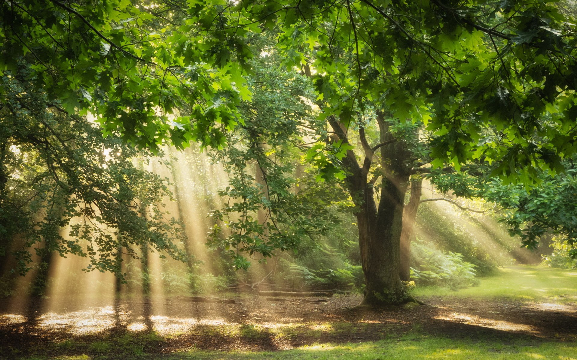 tree forest light nature