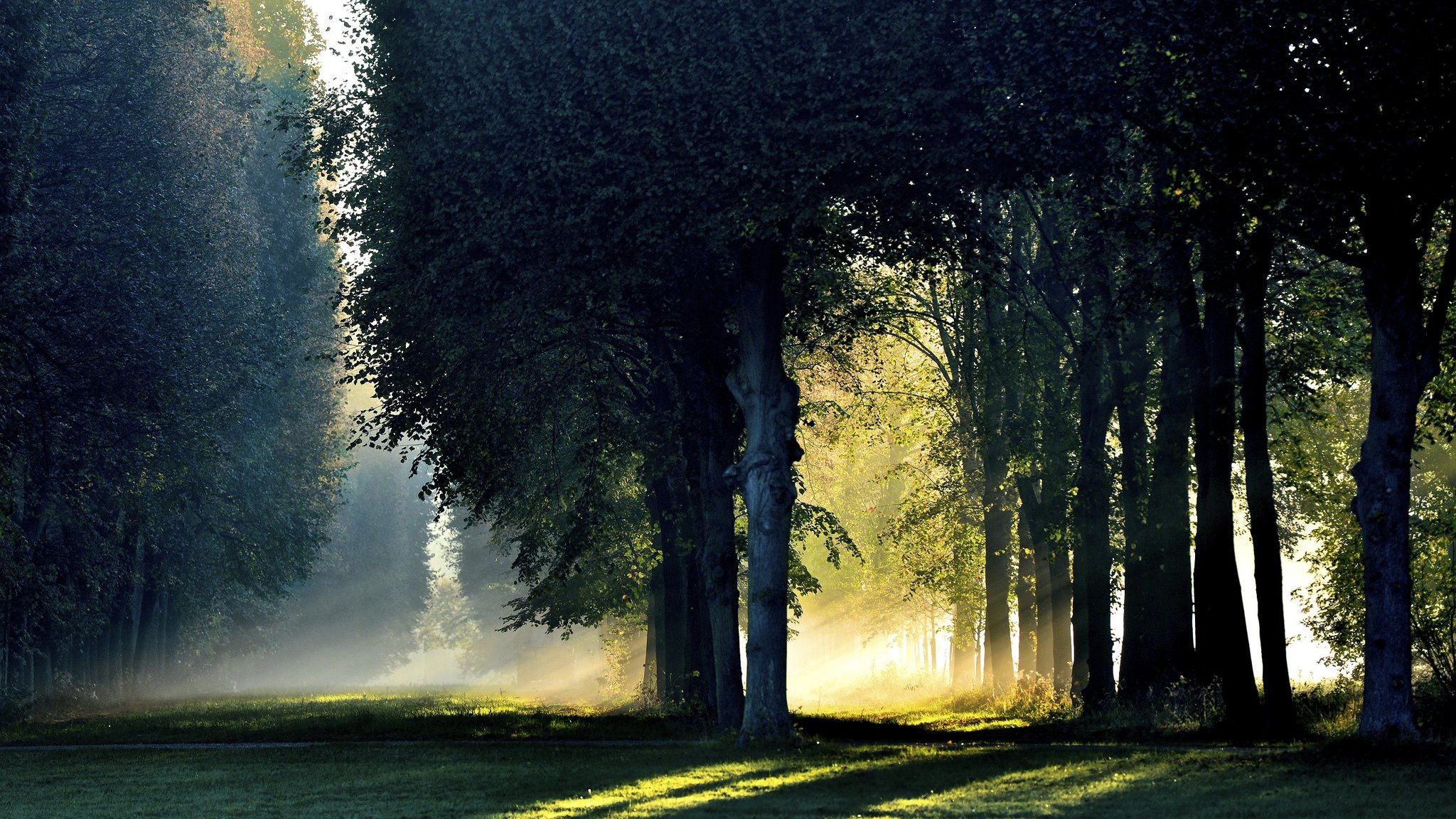 forêt matin lumière brouillard automne octobre