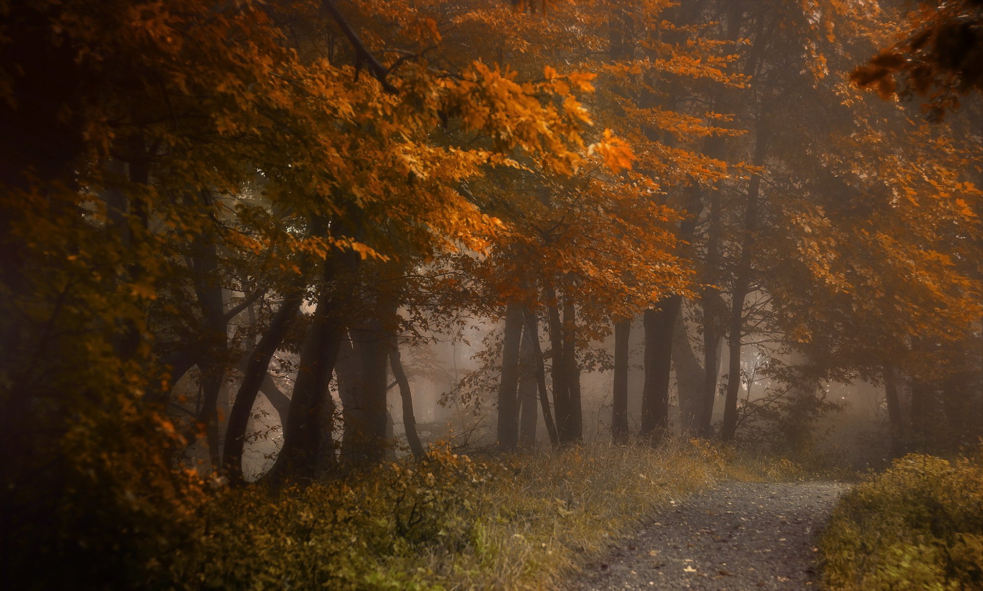 forêt route automne nature