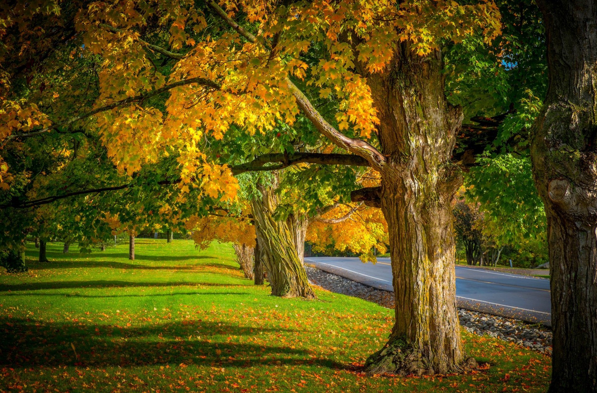 nature arbres feuilles coloré route automne automne couleurs marche