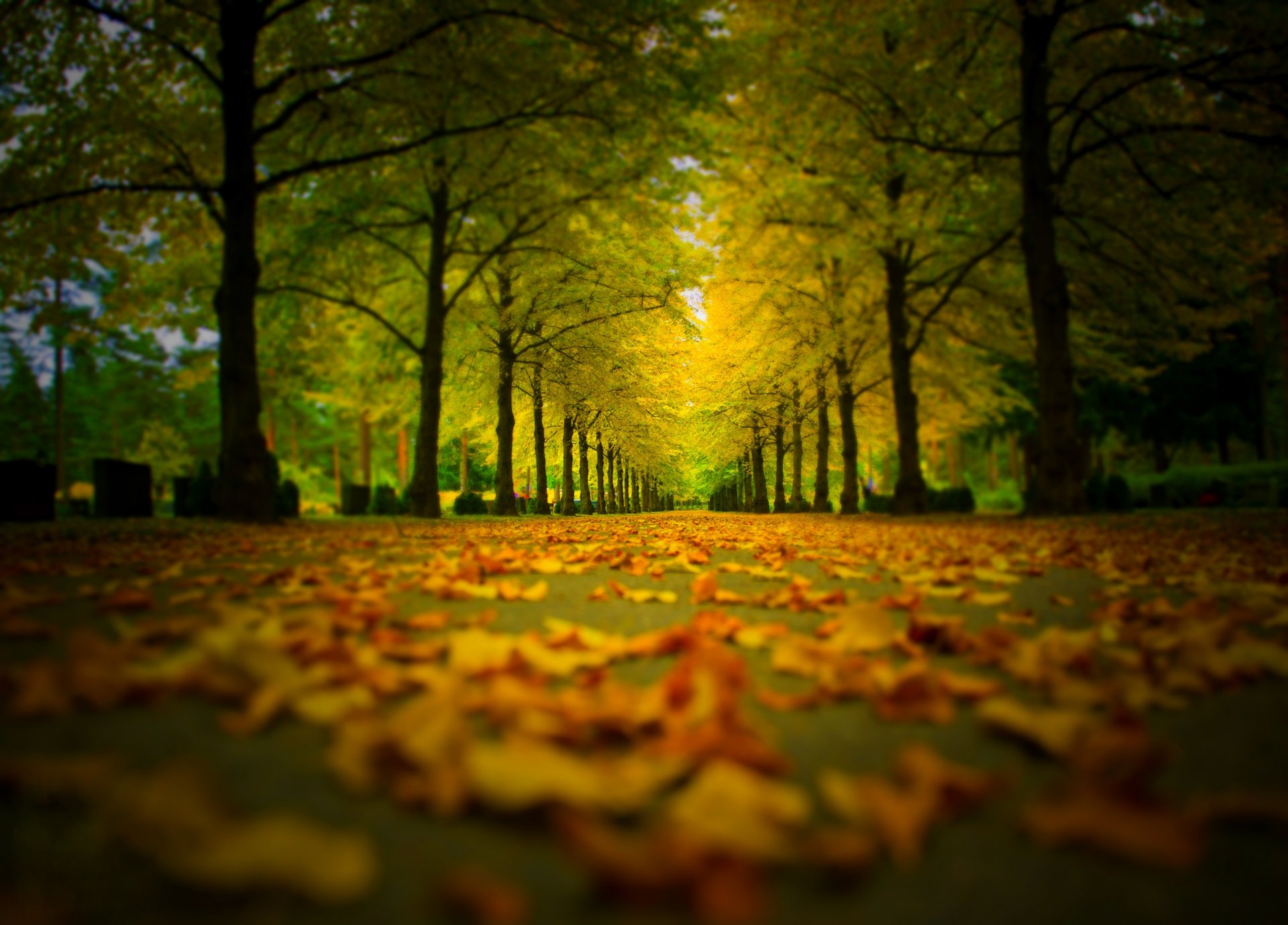 nature forest park trees leaves colorful road autumn fall colors walk