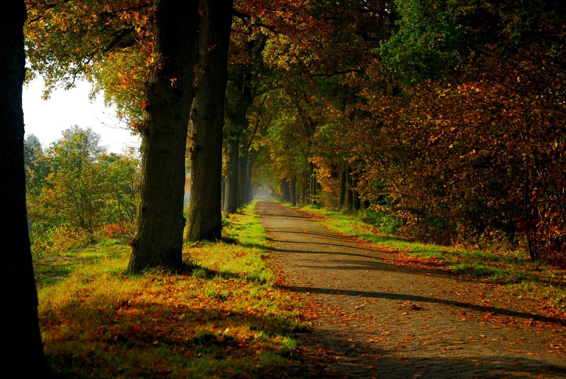 nature forêt parc arbres feuilles coloré route automne automne couleurs promenade