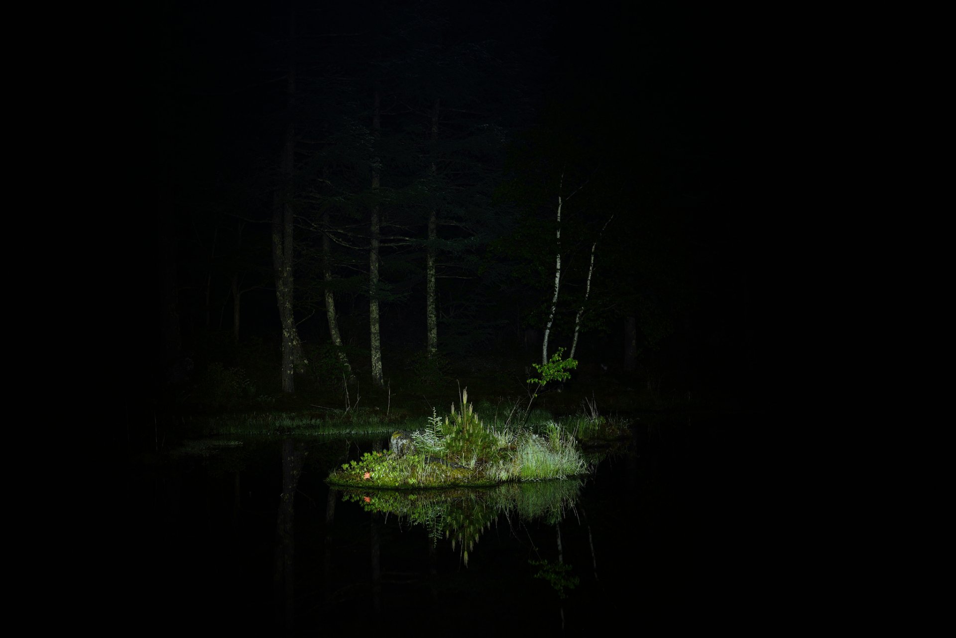 nacht wald bäume see insel gras beleuchtung reflexion