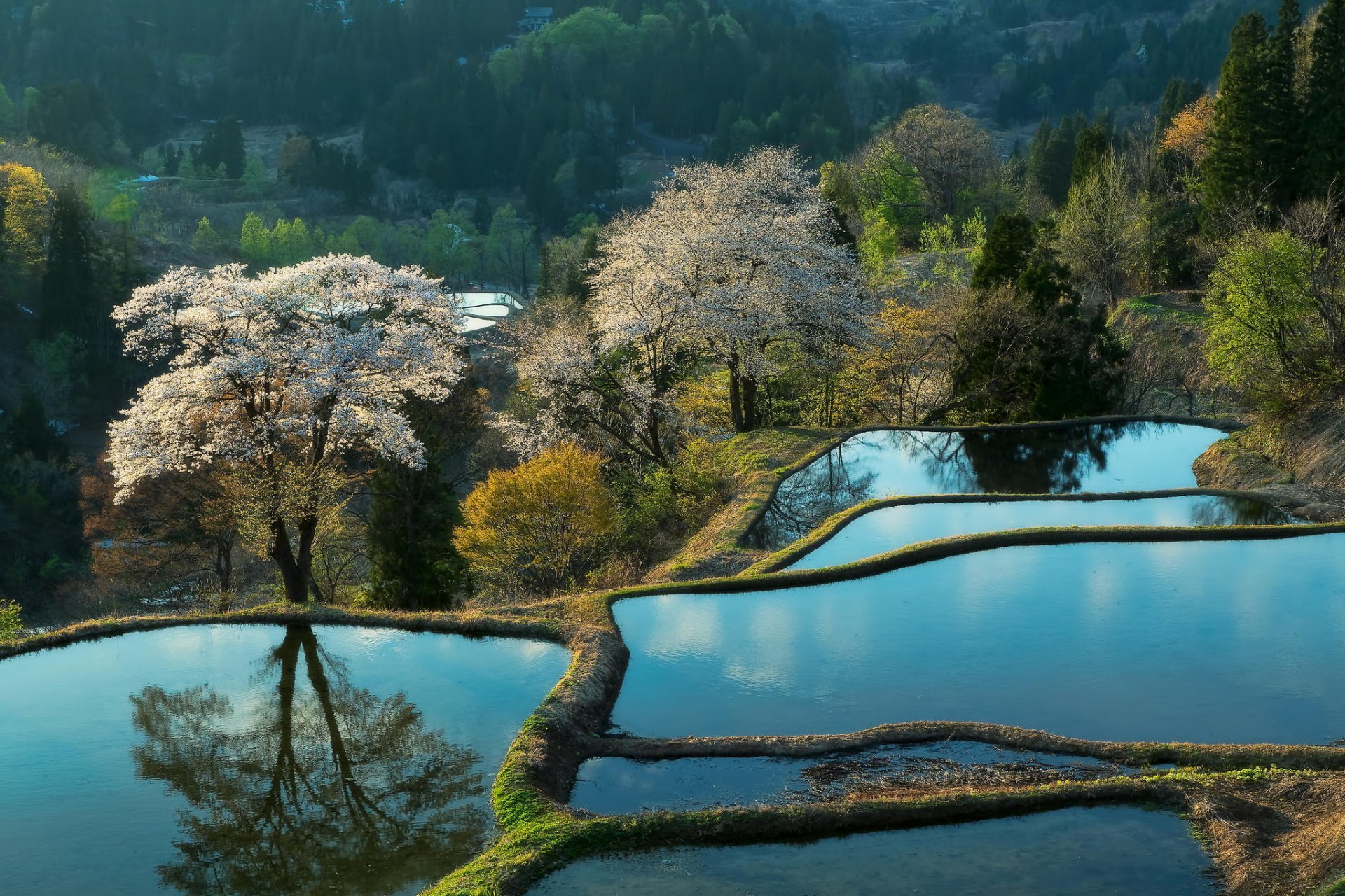 natur plantagen berge asien