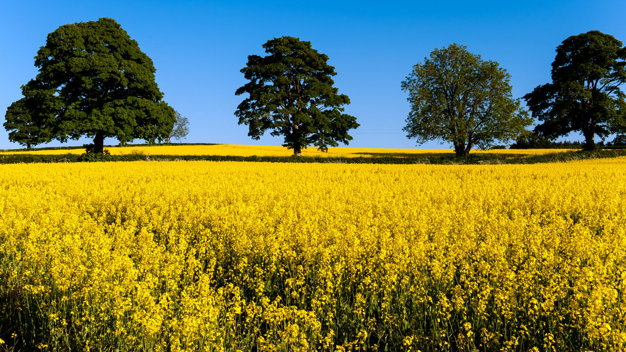 feld gelb bäume krone blumen