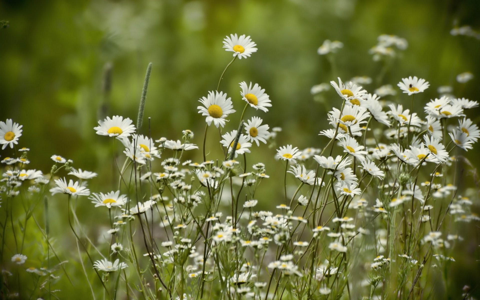 marguerites été nature