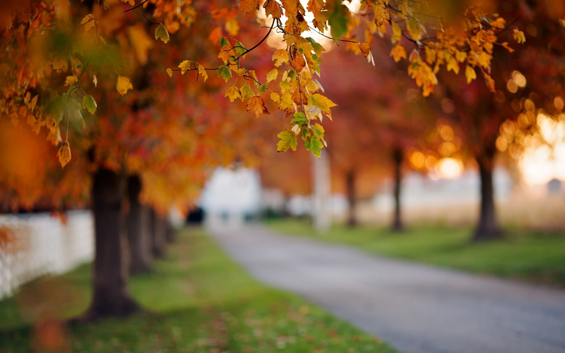 natura macro foglie foglioline autunno alberi sentiero erba verde prato bokeh sfocatura albero foglie bellezza sfondo carta da parati widescreen schermo intero widescreen