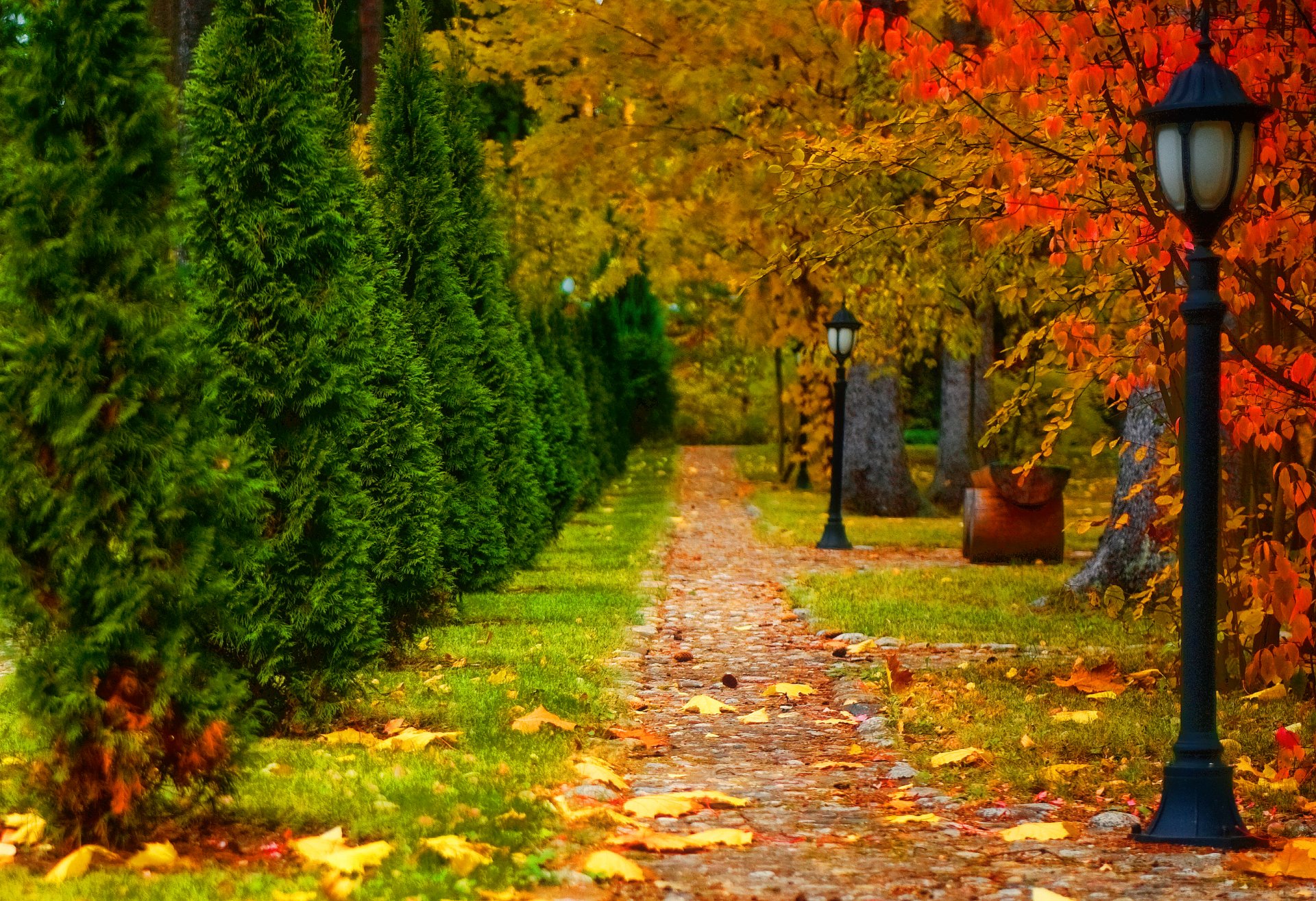 nature landscape autumn road tree light leave