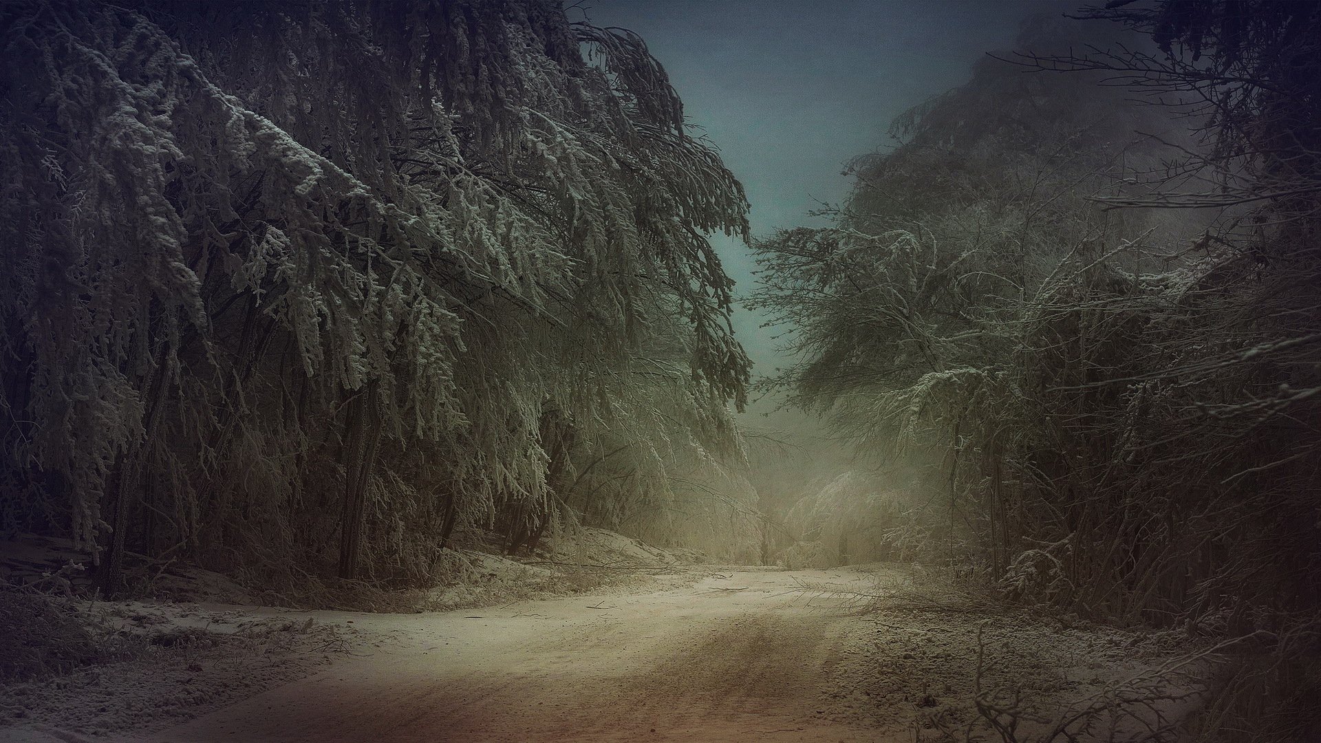 forest road tree frost snow winter cool