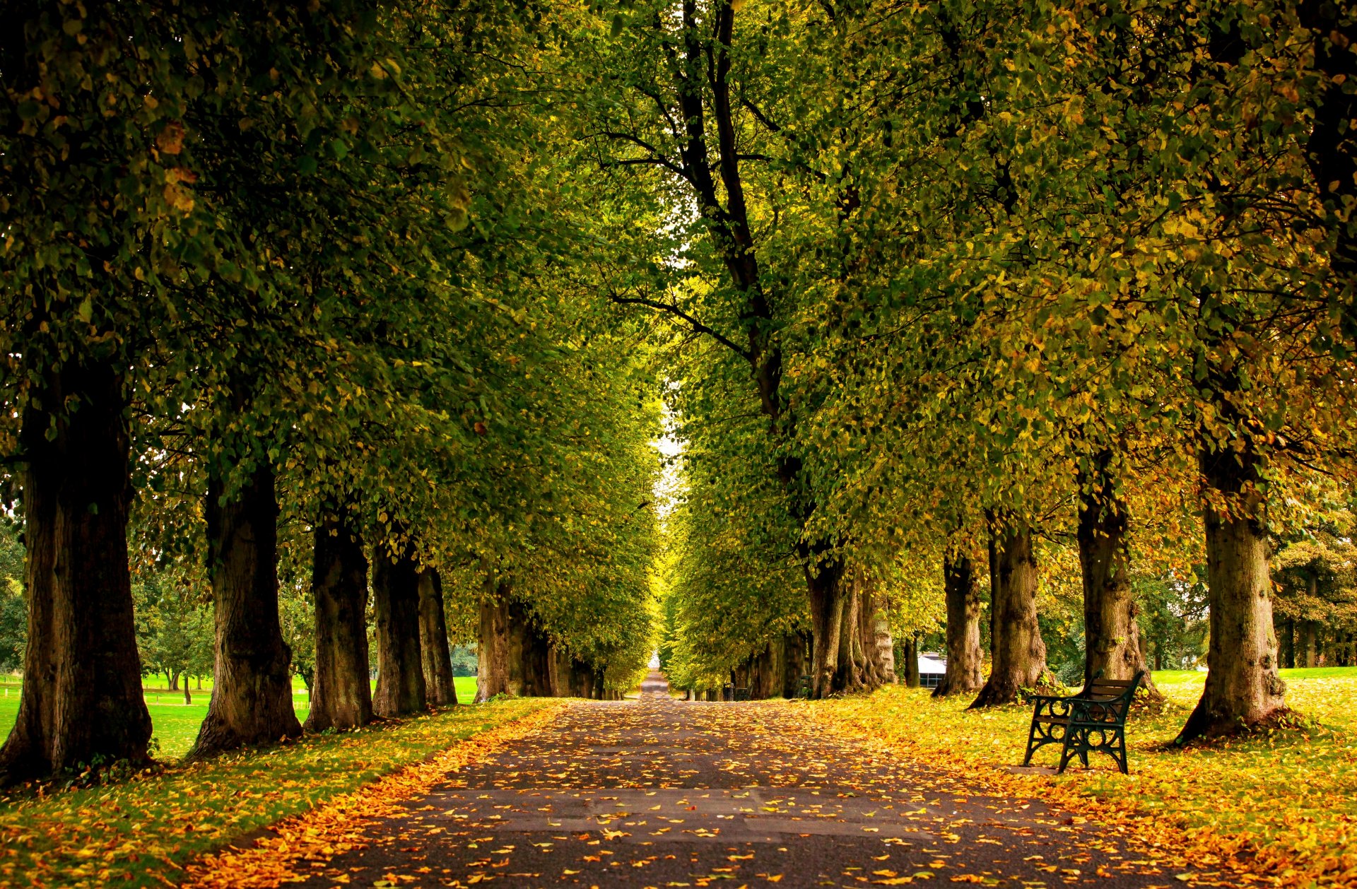 blätter wald bäume park gras straße farben herbst zu fuß hdr natur stand bank