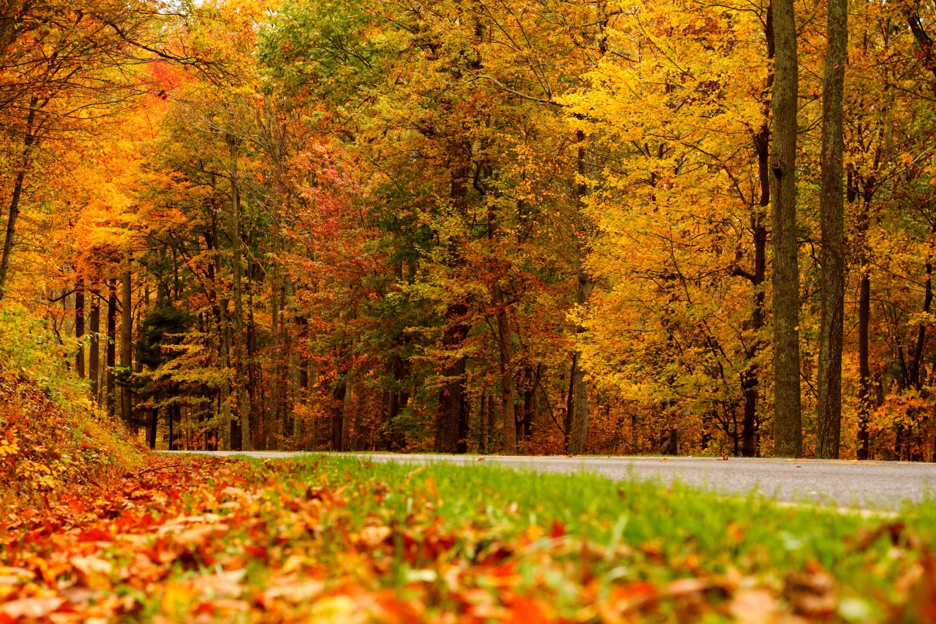 nature trees leaves colorful road autumn fall colors walk