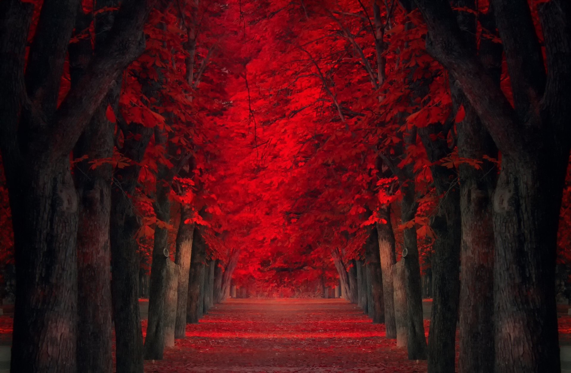 ruelle feuilles rouges arbres