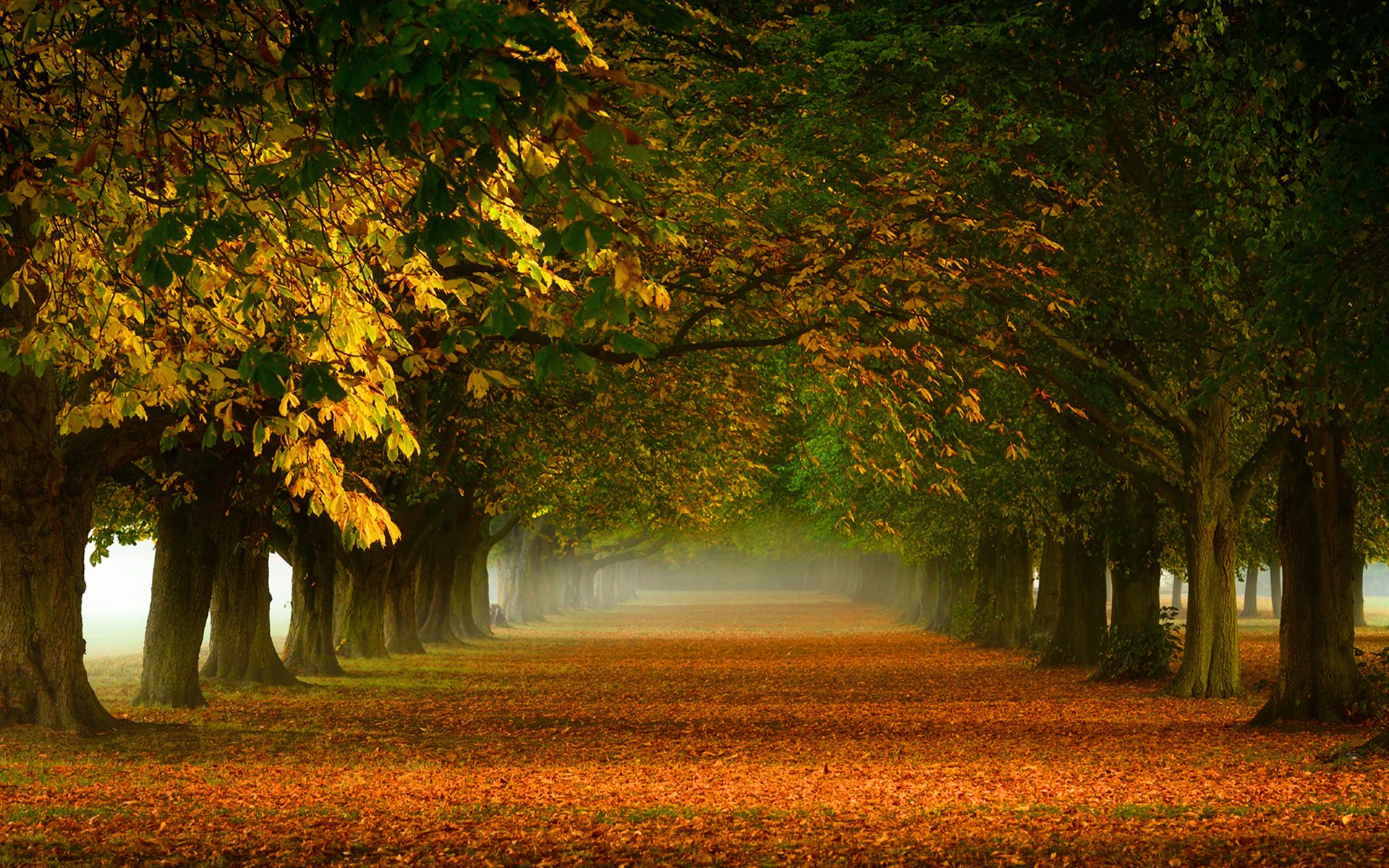 autumn gold alley track tree foliage yellow orange nature fog