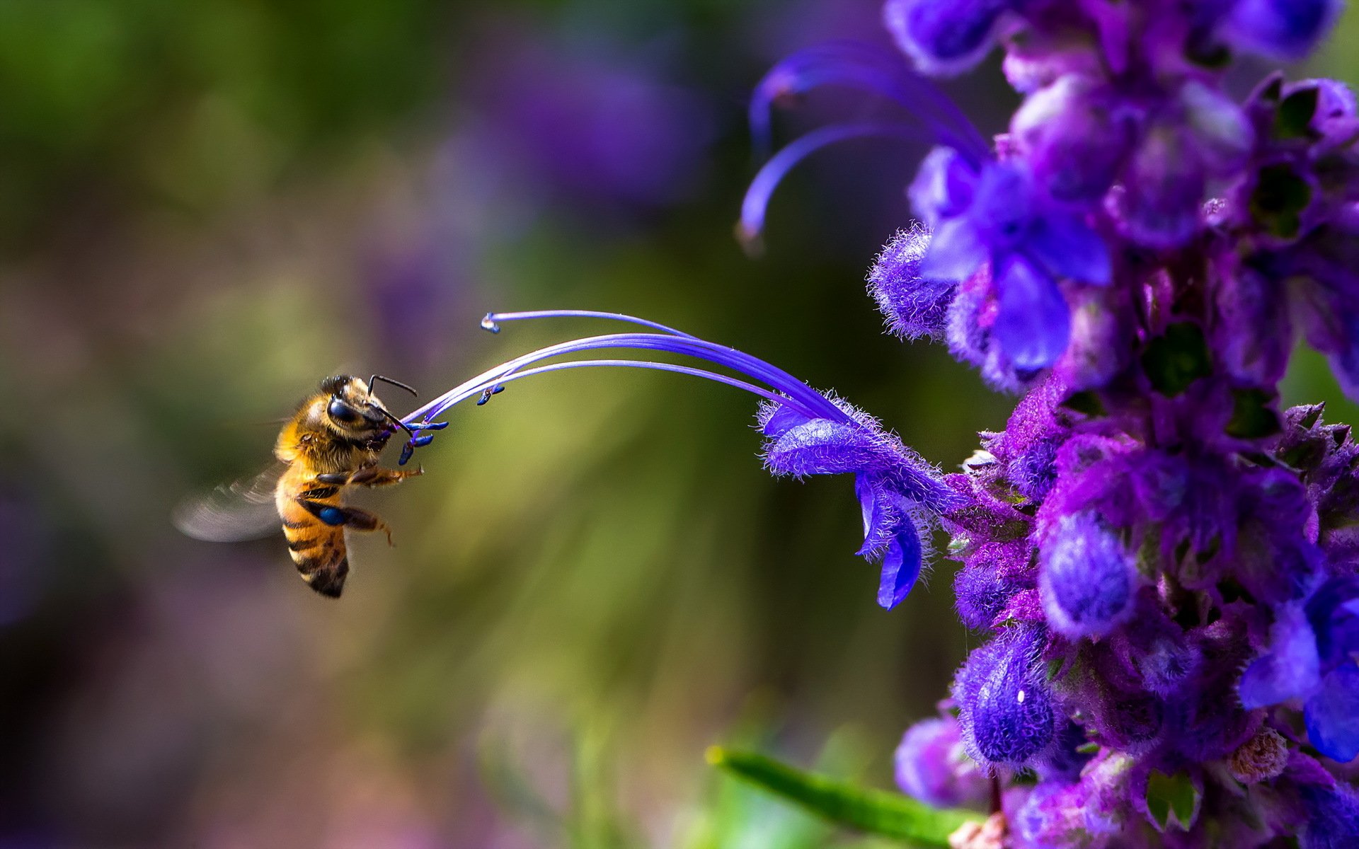 abeja flor naturaleza