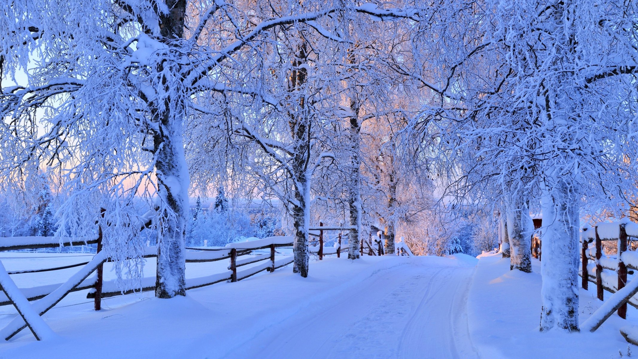 natura inverno neve strada alberi foresta cielo paesaggio inverno bianco fresco bello tramonto