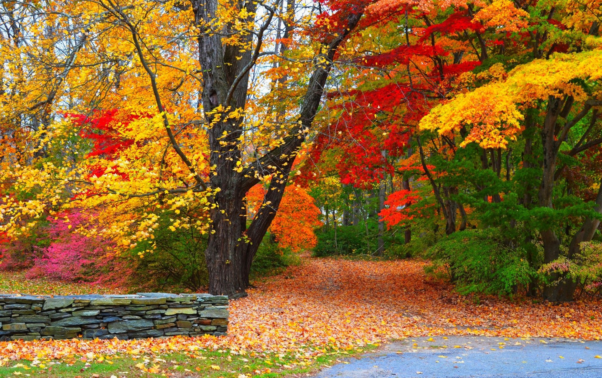 natura foresta parco alberi foglie colorato strada autunno caduta colori passeggiata