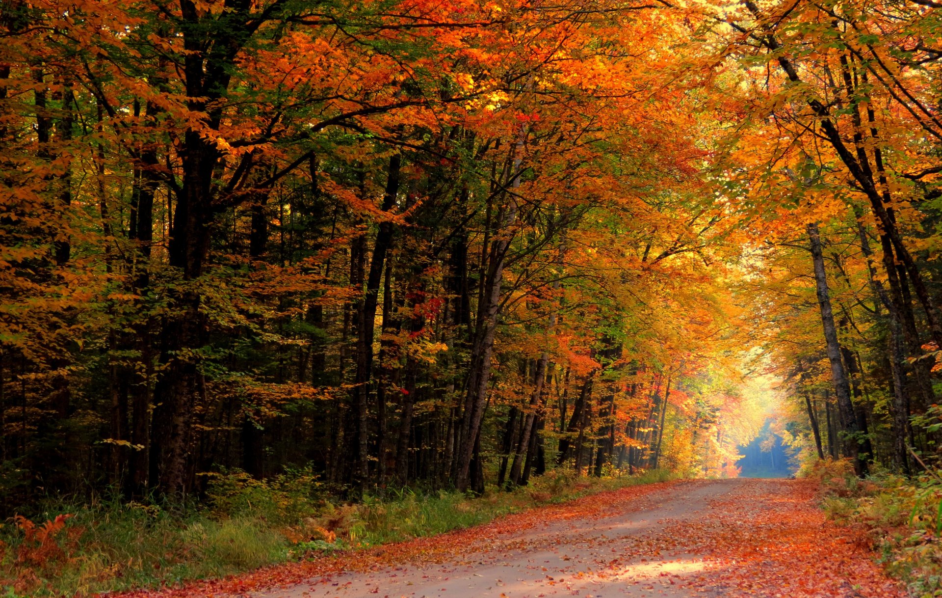 nature forêt parc arbres feuilles coloré route automne automne couleurs promenade