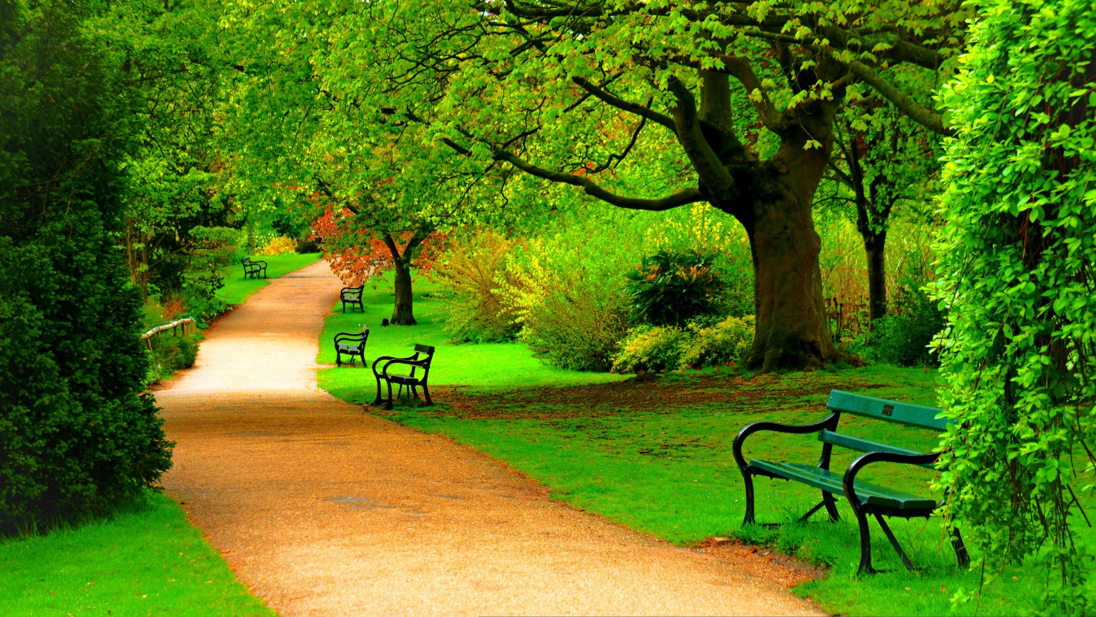 natur frühling wald park bäume straße zu fuß frühling bank bank