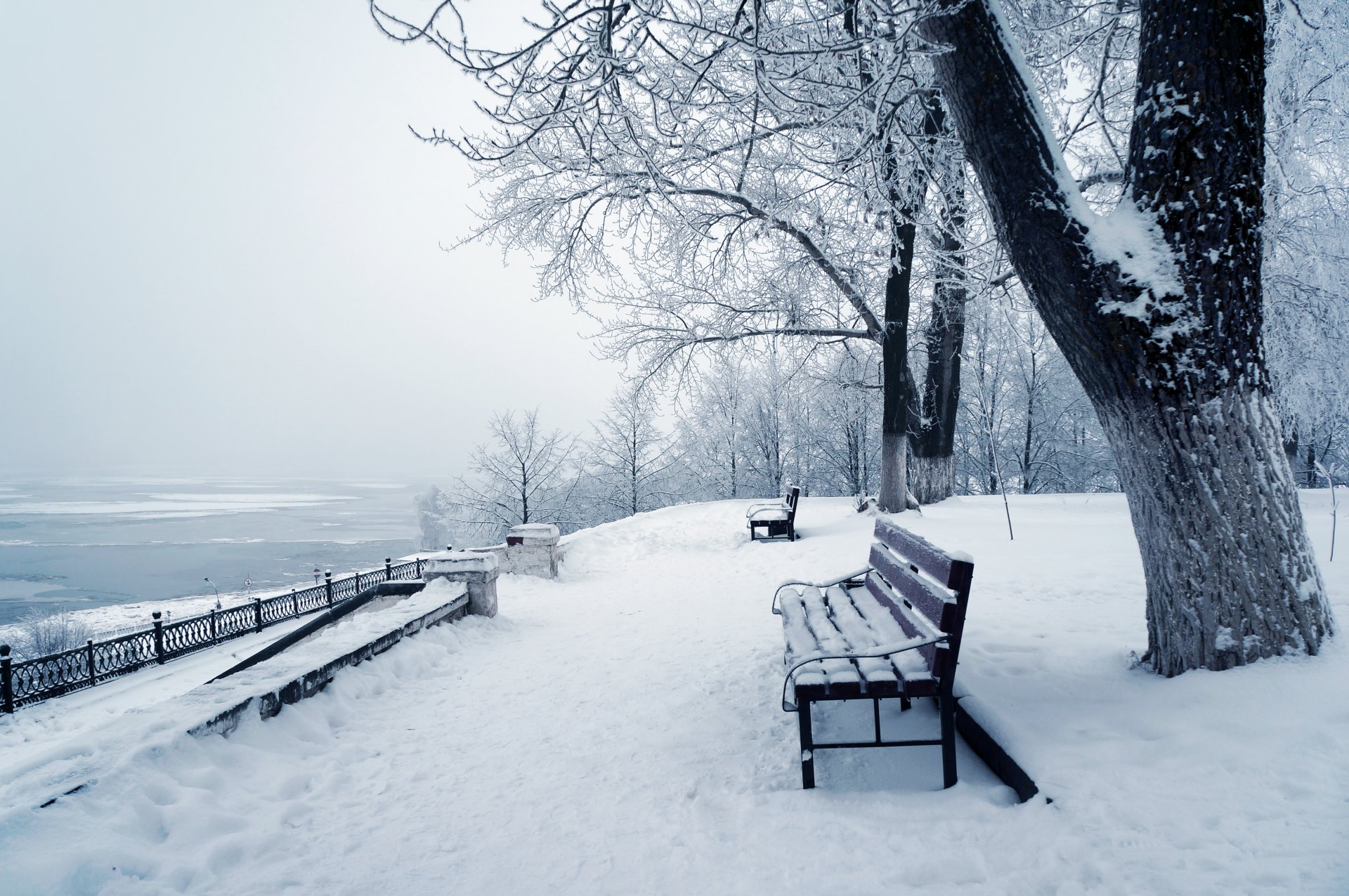 inverno natura neve albero inverno alberi parco