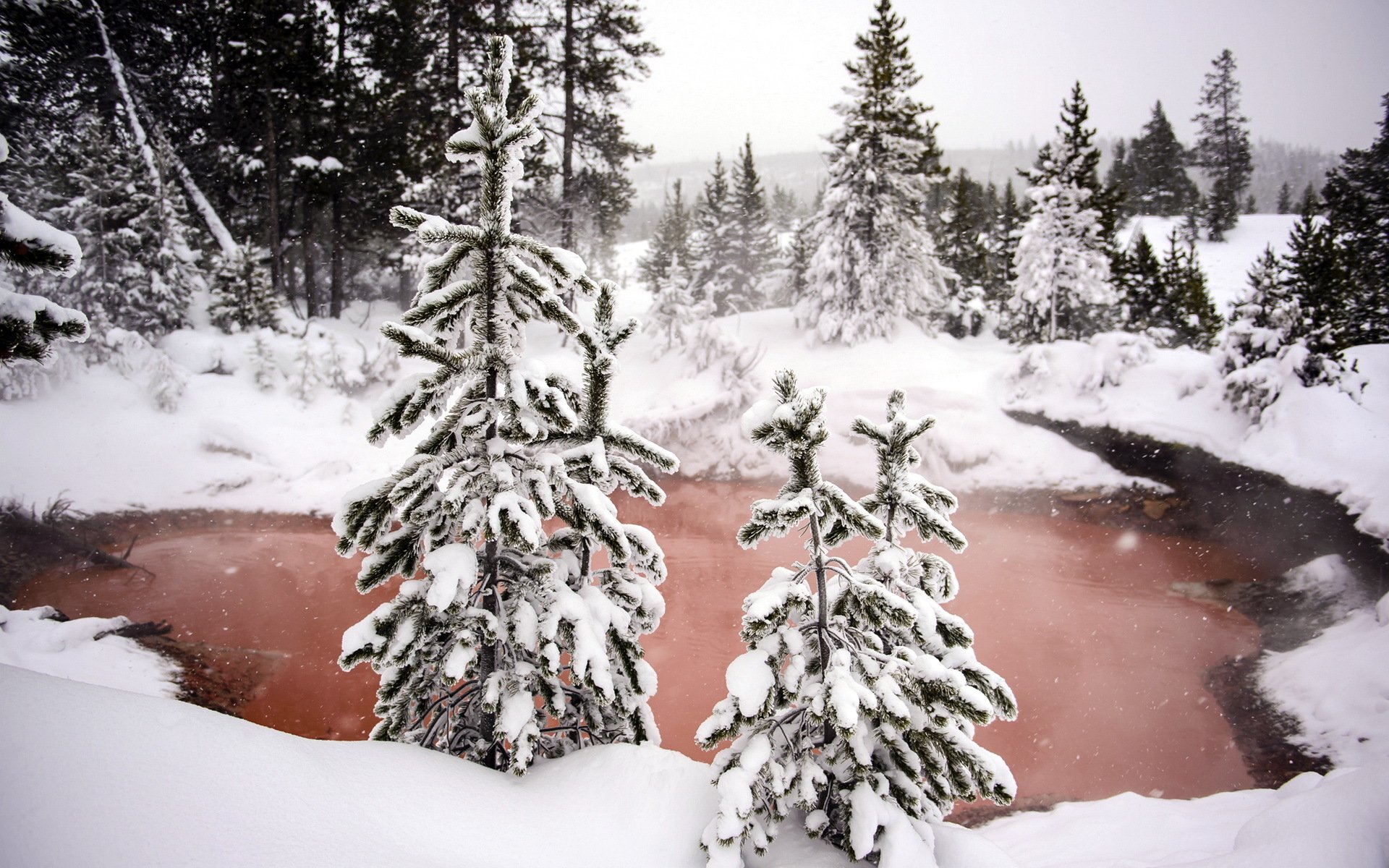 winter forest snow nature