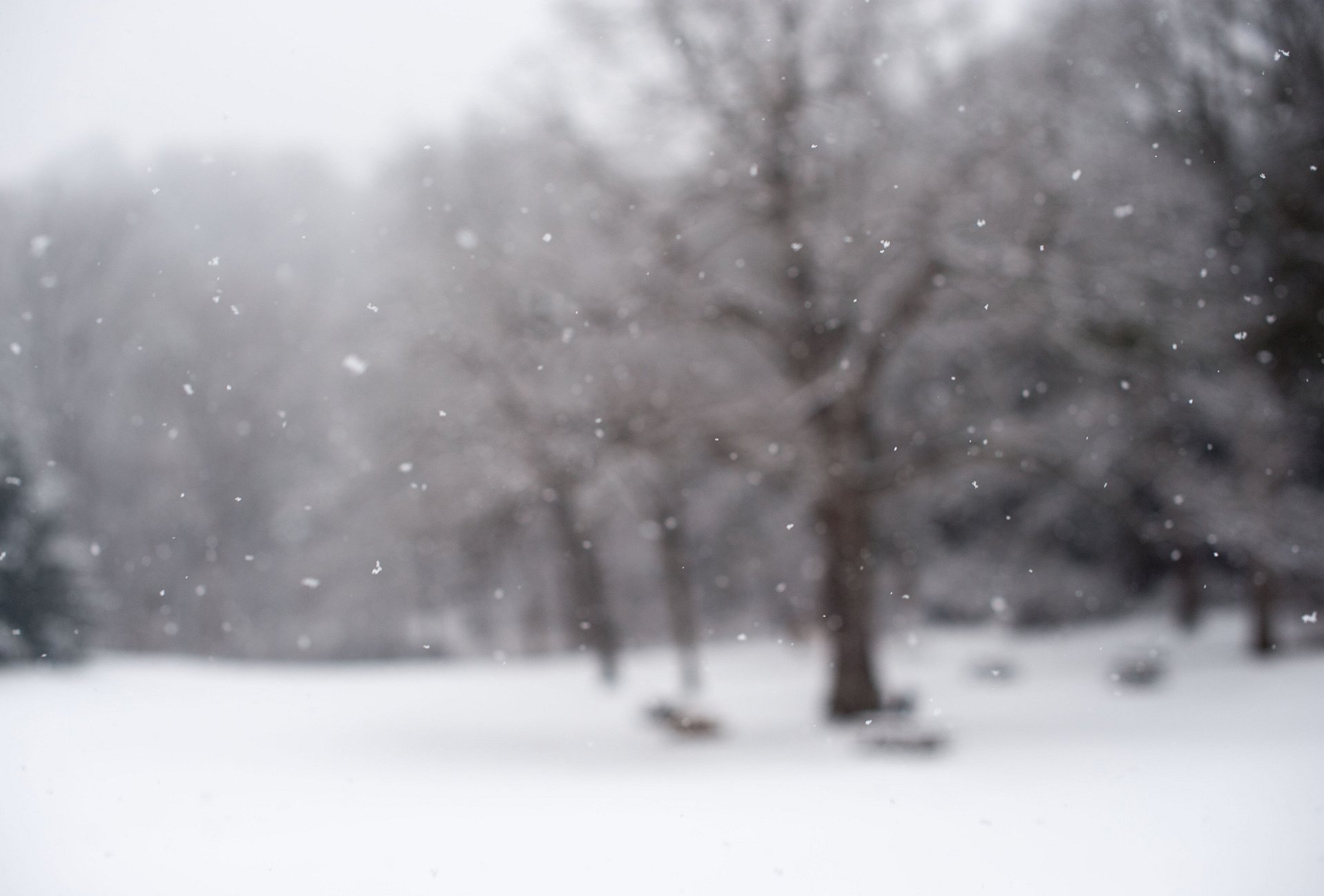 fokus schnee winter schneeflocken natur