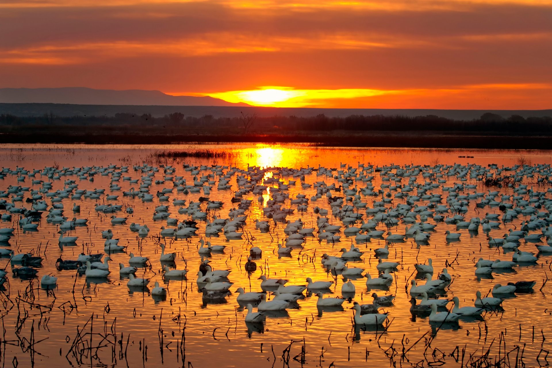 golden geese river sunset geese