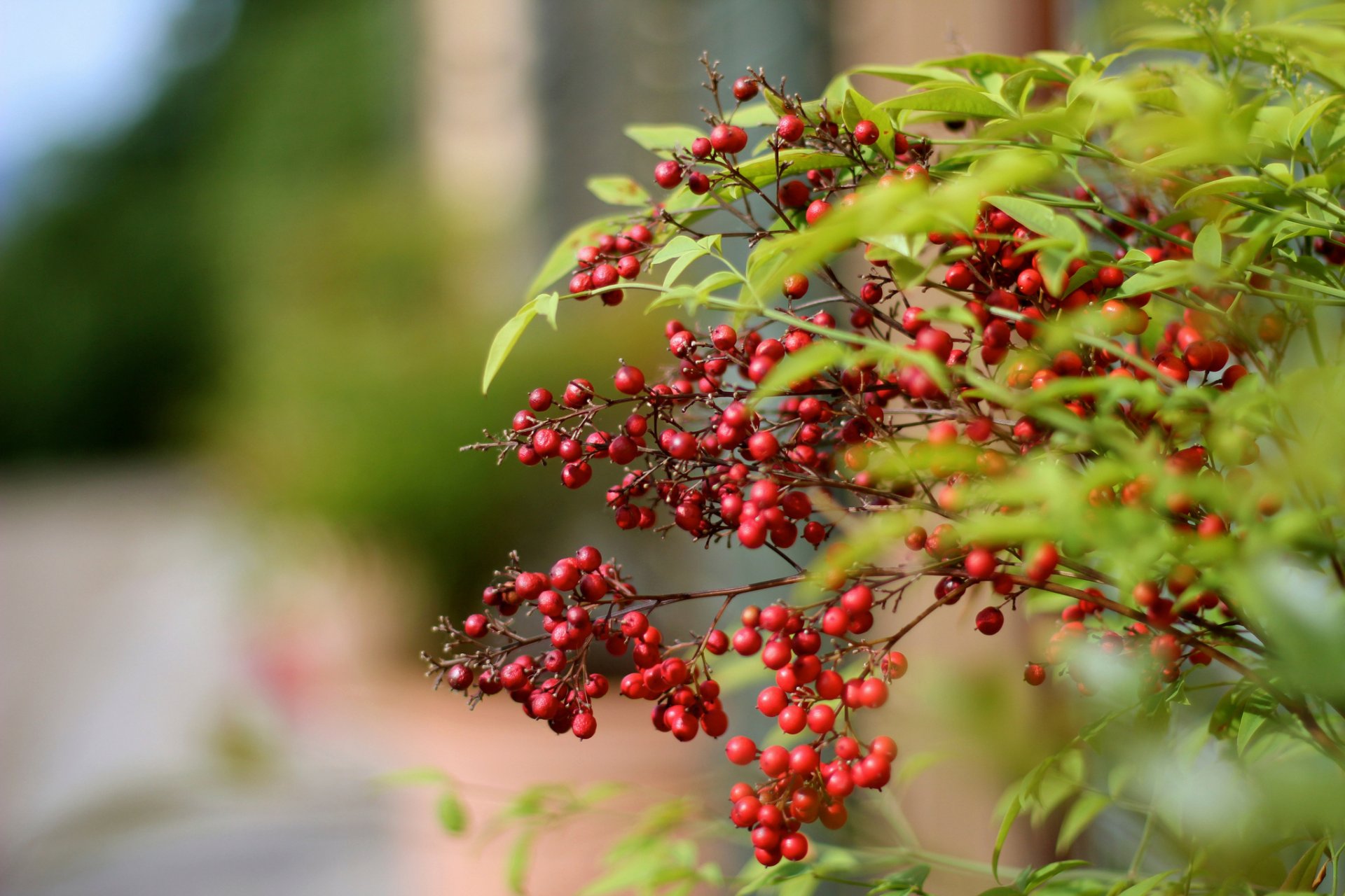 rote beeren zweig bokeh