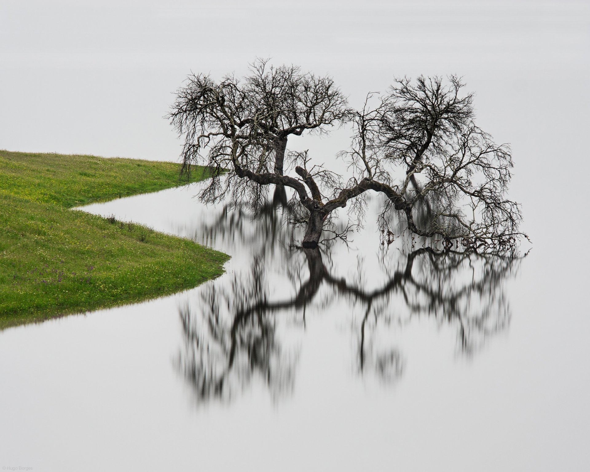 albero acqua riflessione riva