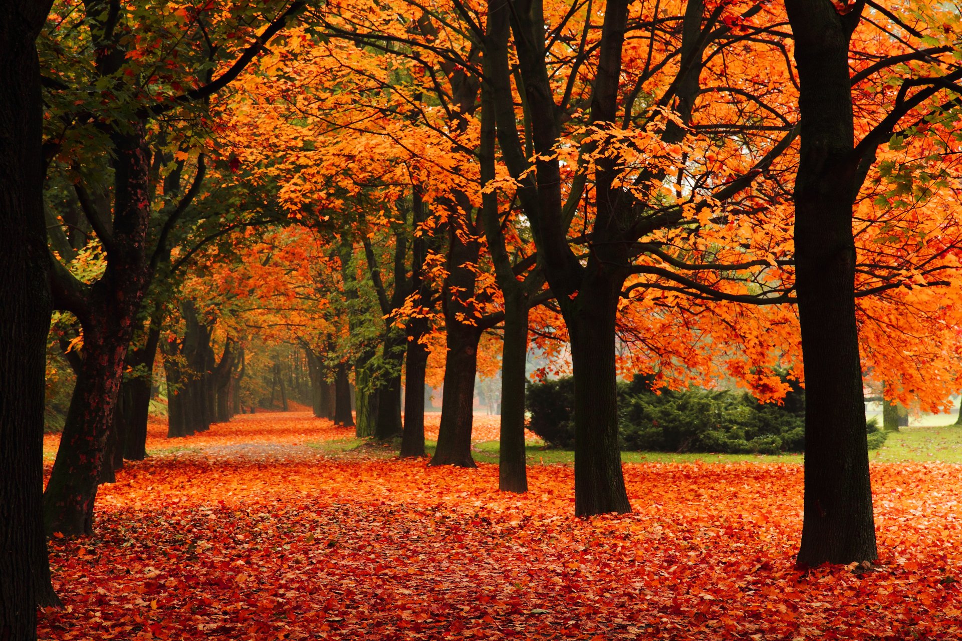 nature park alley trees autumn leaf fall leaves nature park lane fall