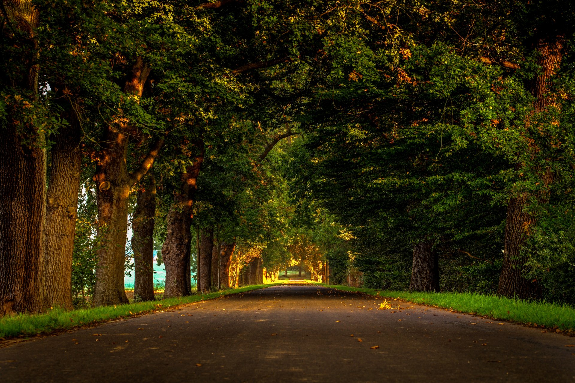 natura foresta parco alberi foglie colorato strada autunno caduta colori passeggiata