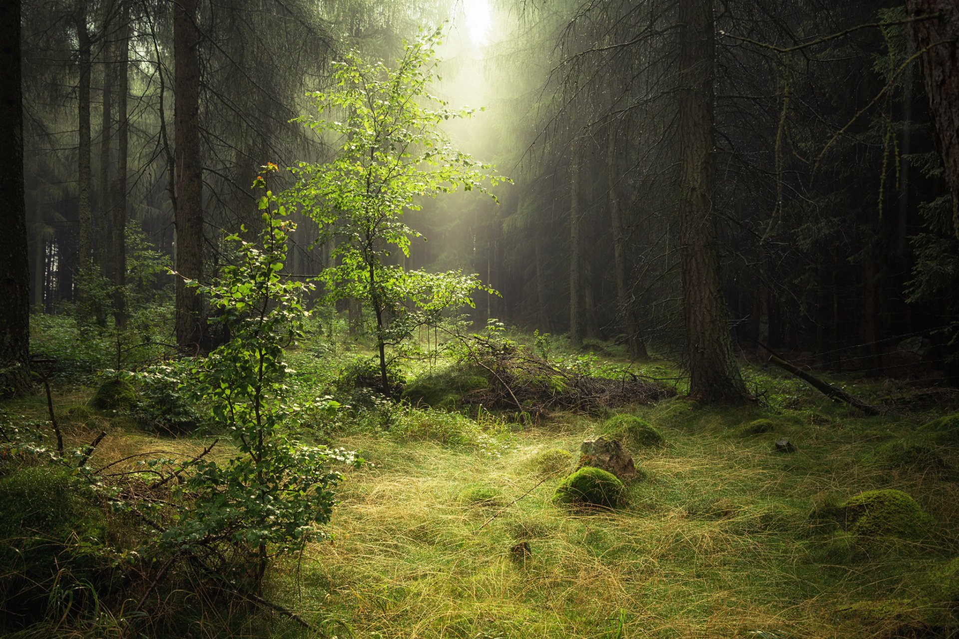 naturaleza bosque mañana rocío neblina