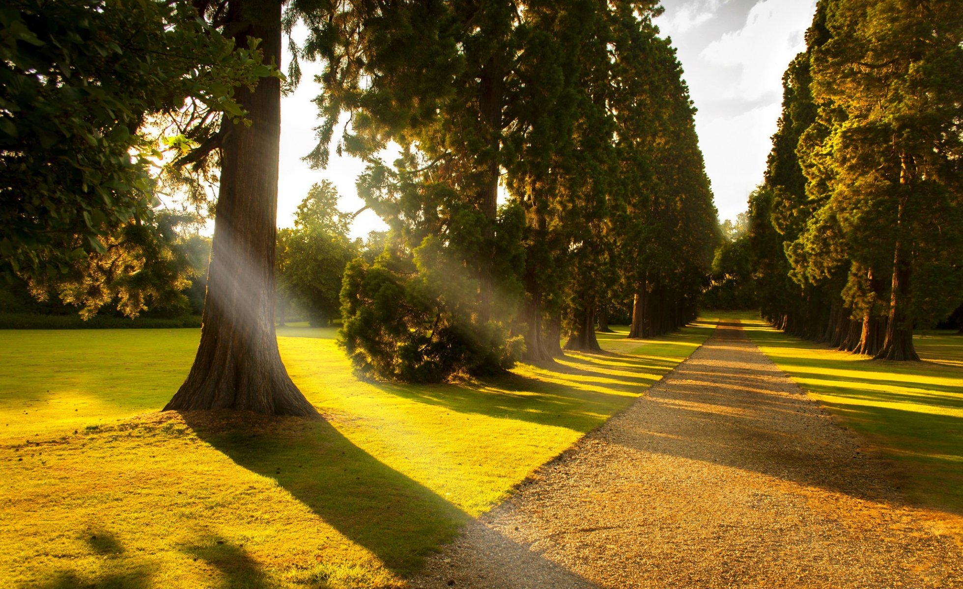 park allee bäume wald zu fuß natur ansicht ansicht