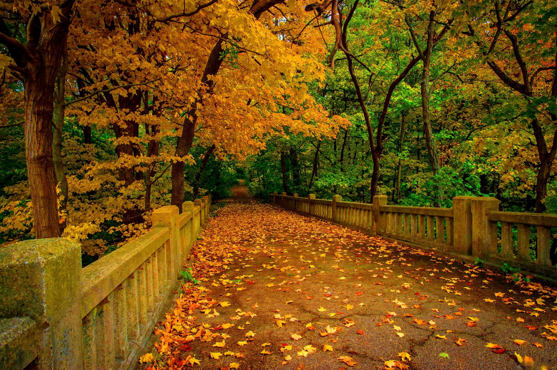 natura fiume foresta parco alberi foglie colorato autunno caduta colori passeggiata montagne