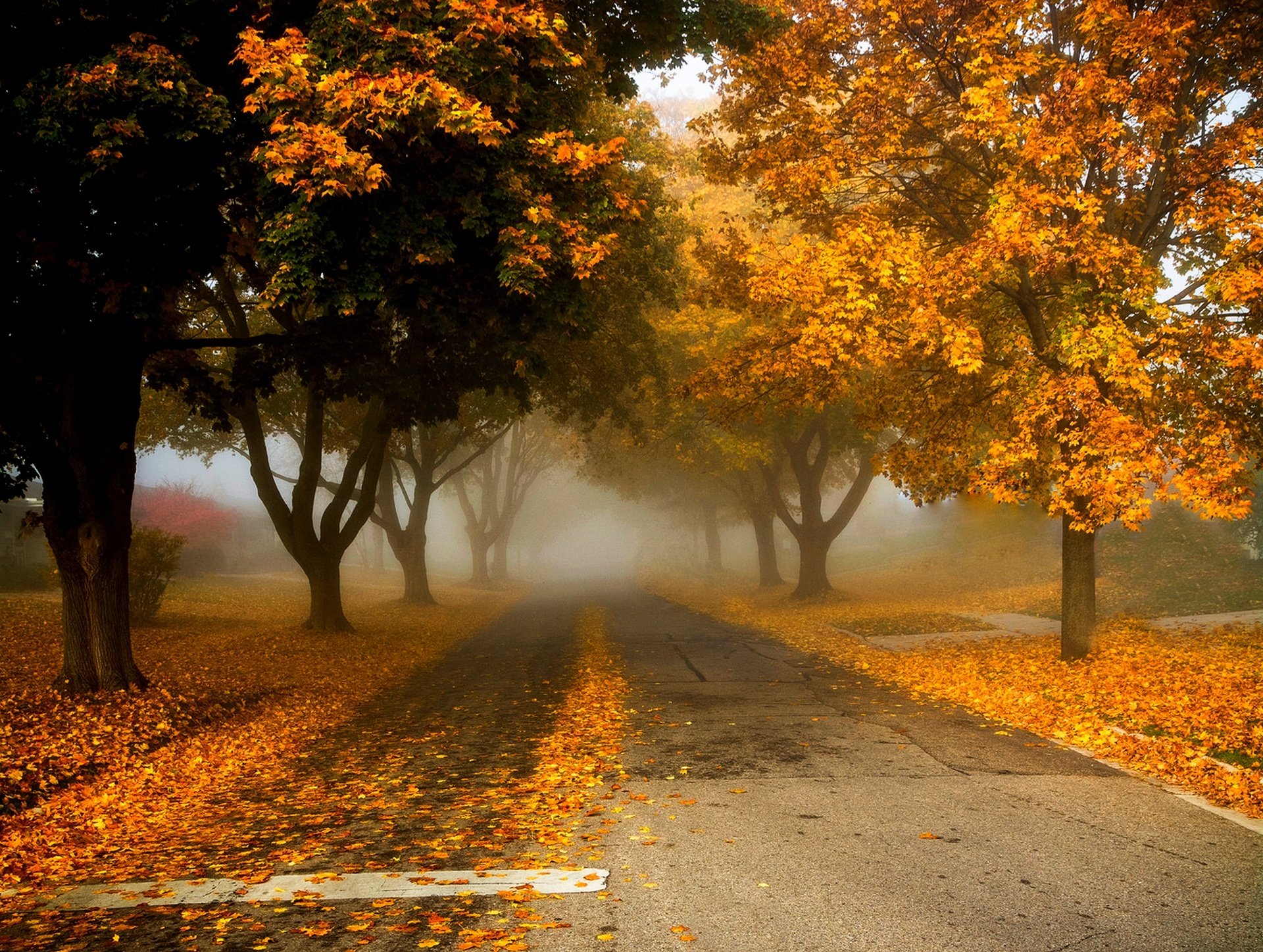 natur bäume blätter bunt straße herbst herbst farben zu fuß