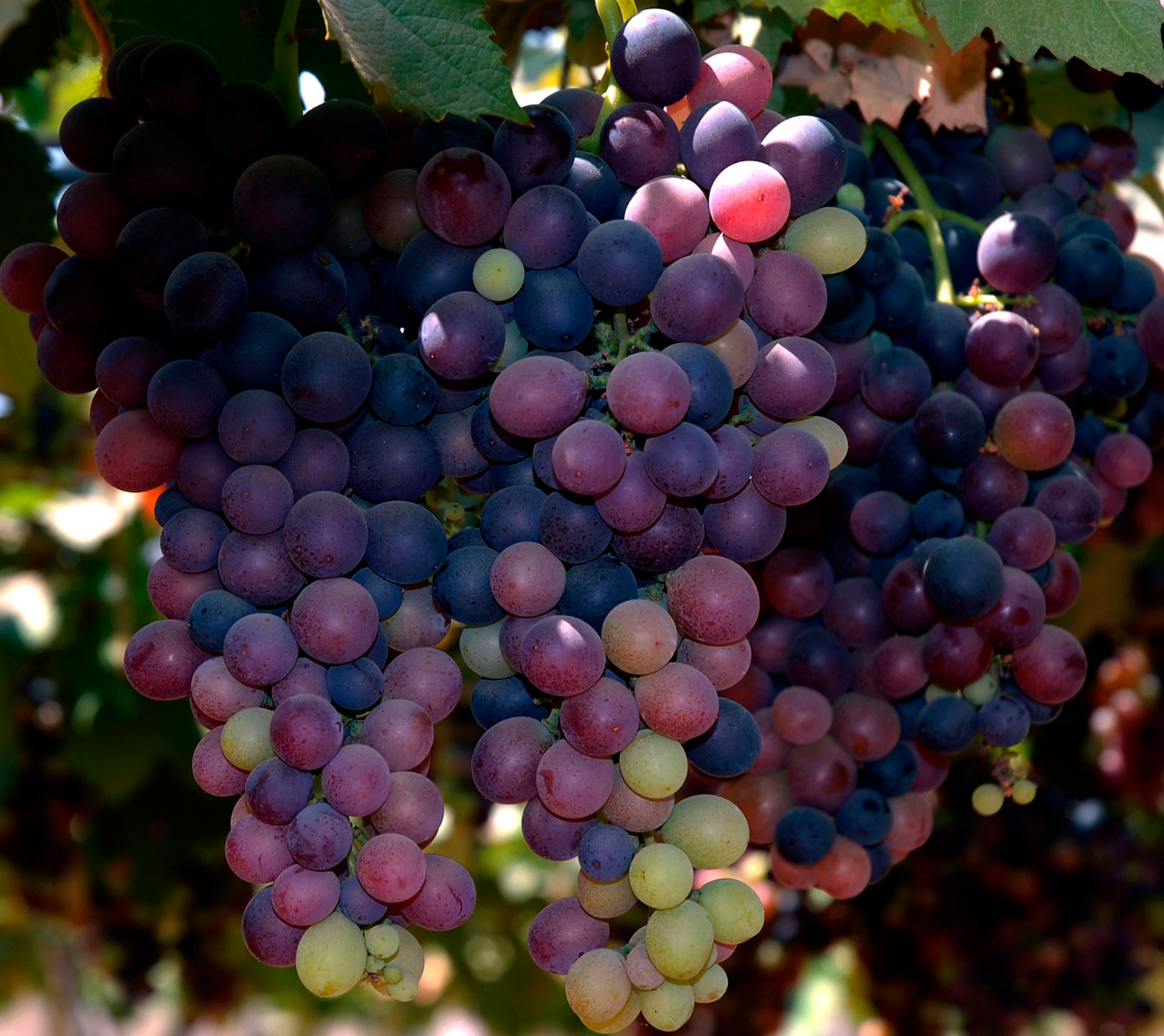 grapes bunch of close up