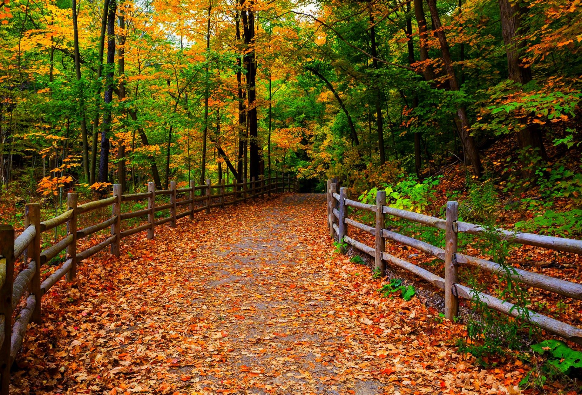 nature forêt parc arbres feuilles coloré route automne automne couleurs promenade