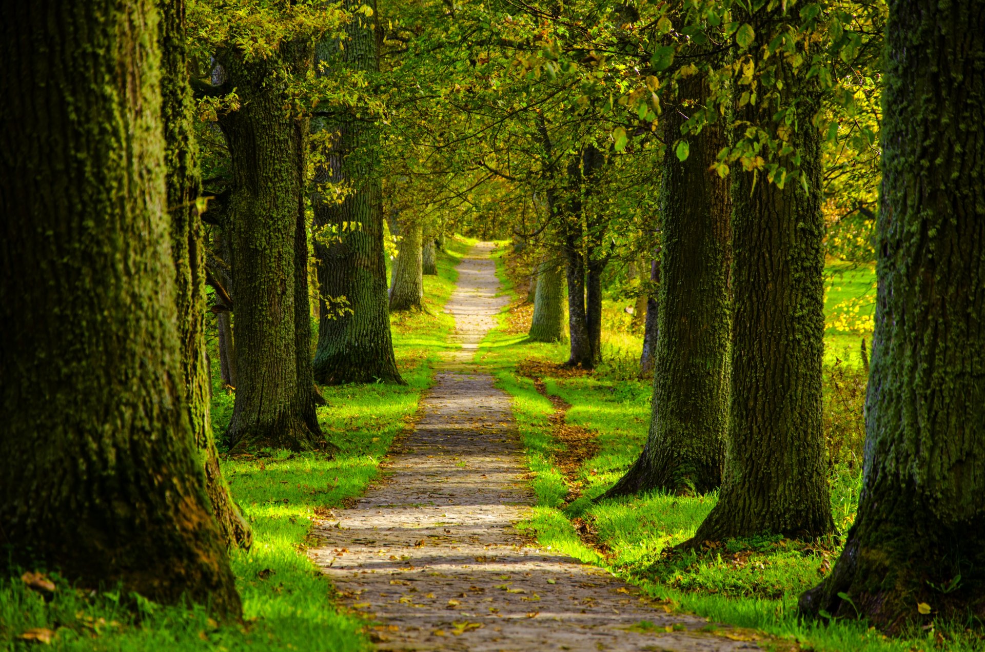 natur frühling wald park bäume straße zu fuß frühling