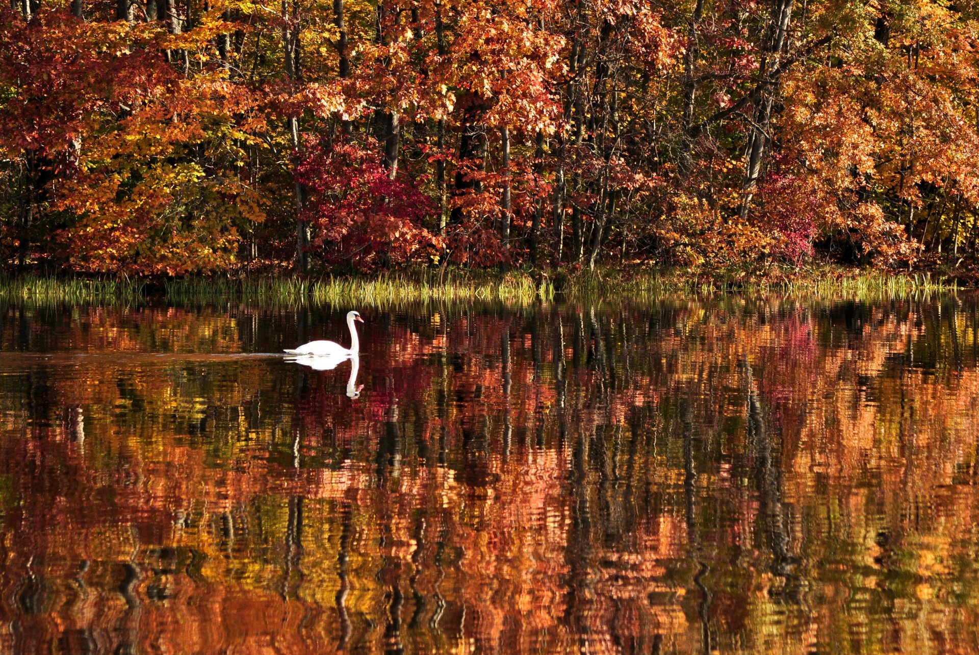 nature landscape forest autumn tree water lake