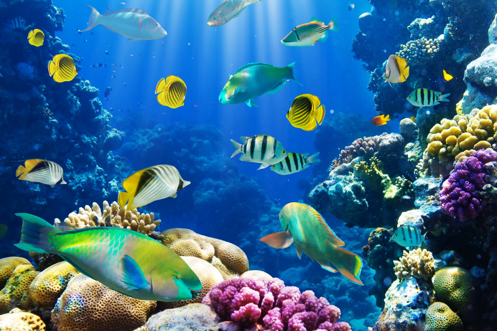 tropical coral reef water ocean underwater world coral reef fish