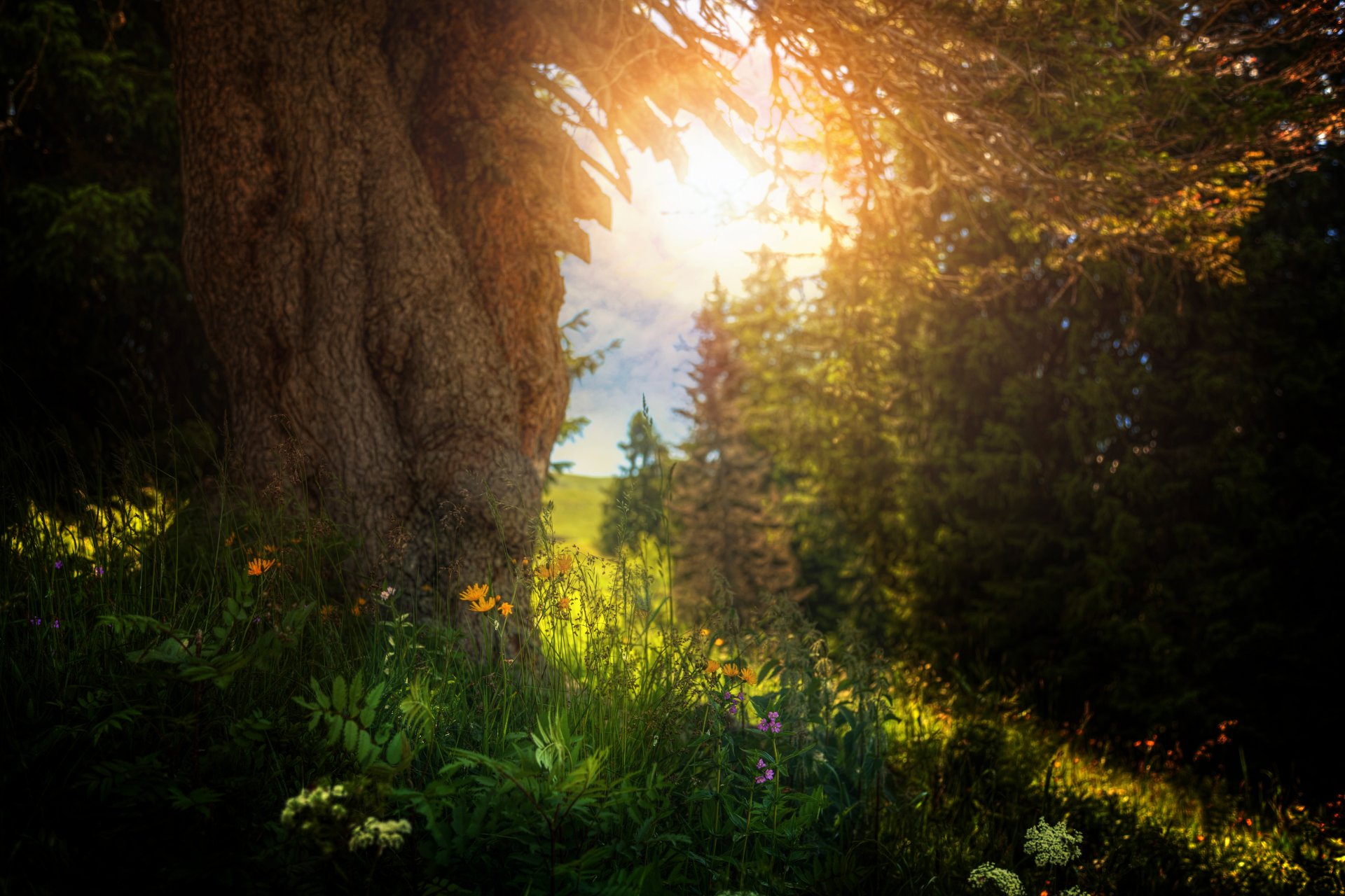 ummer tree grass flower processing