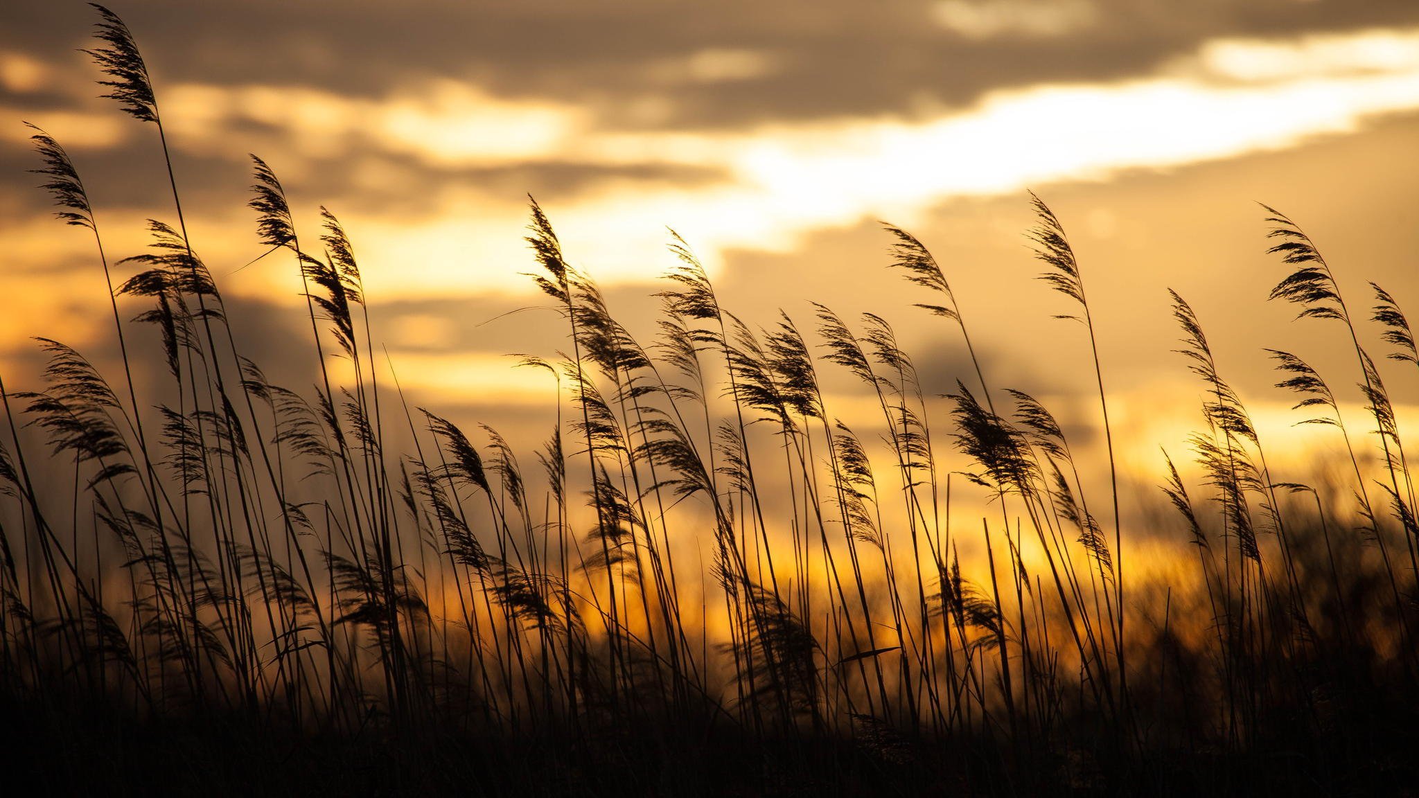 unrise grass bokeh